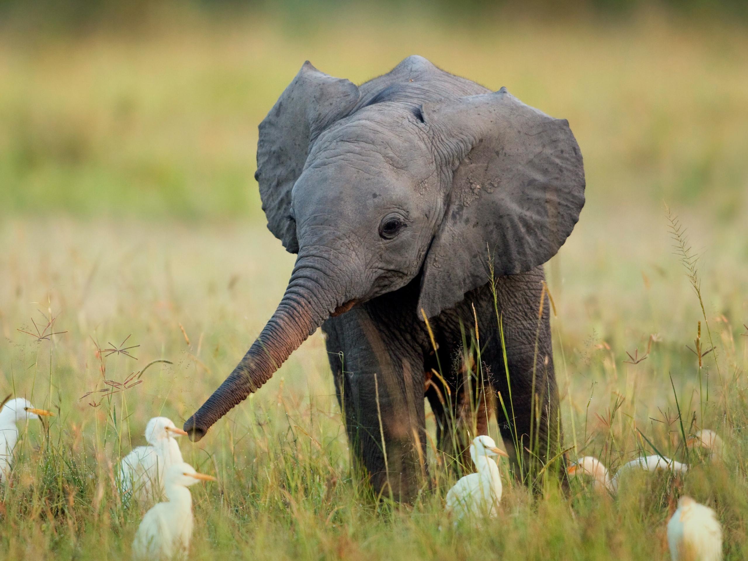 Baby Elephant Wallpaper