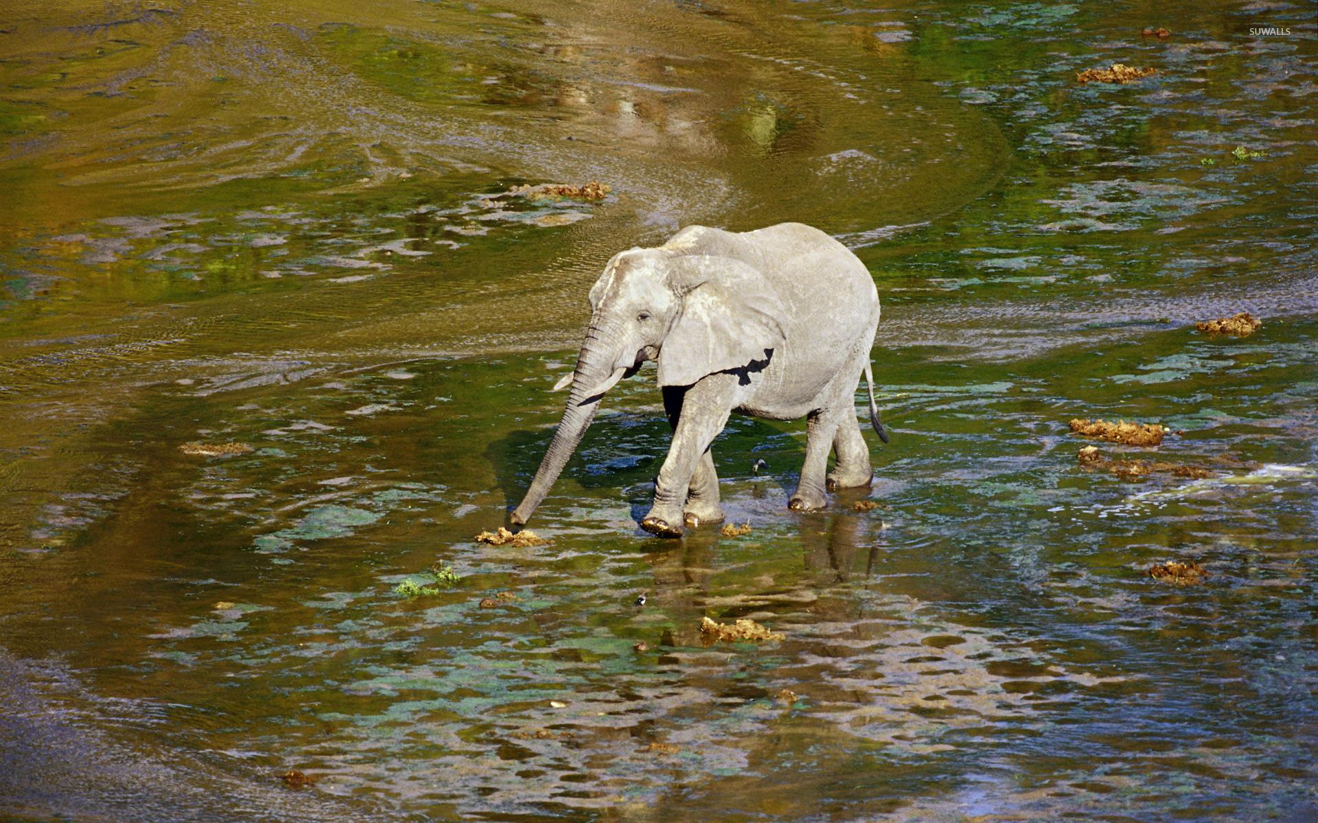 Baby elephant wallpaper wallpaper