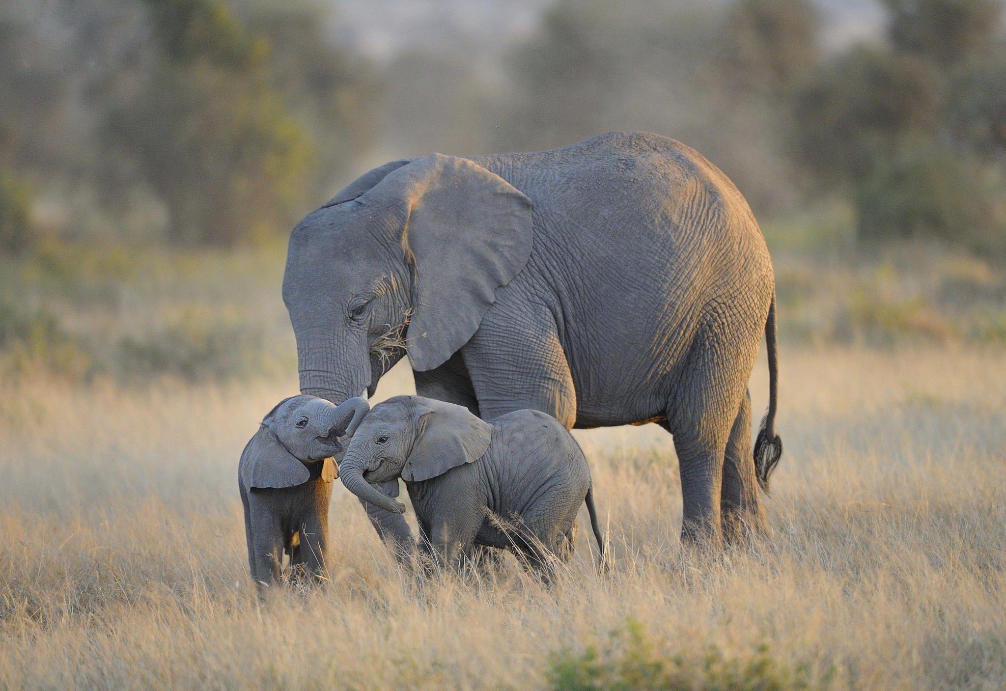 Baby Elephant And Mother Wallpaper High Resolution, Animals