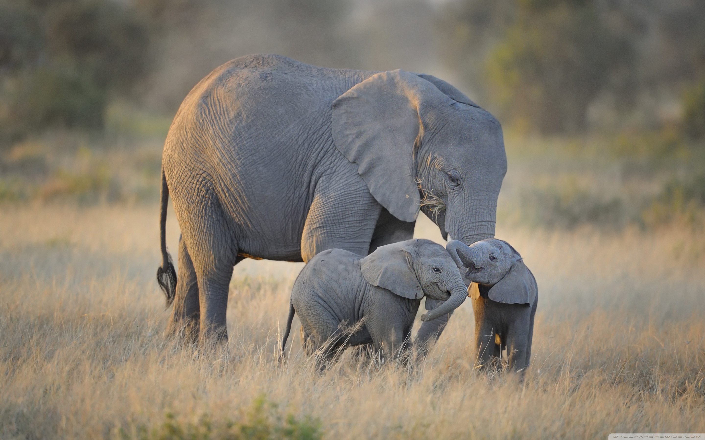 African Elephants Mother and Adorable Babies ❤ 4K HD Desktop