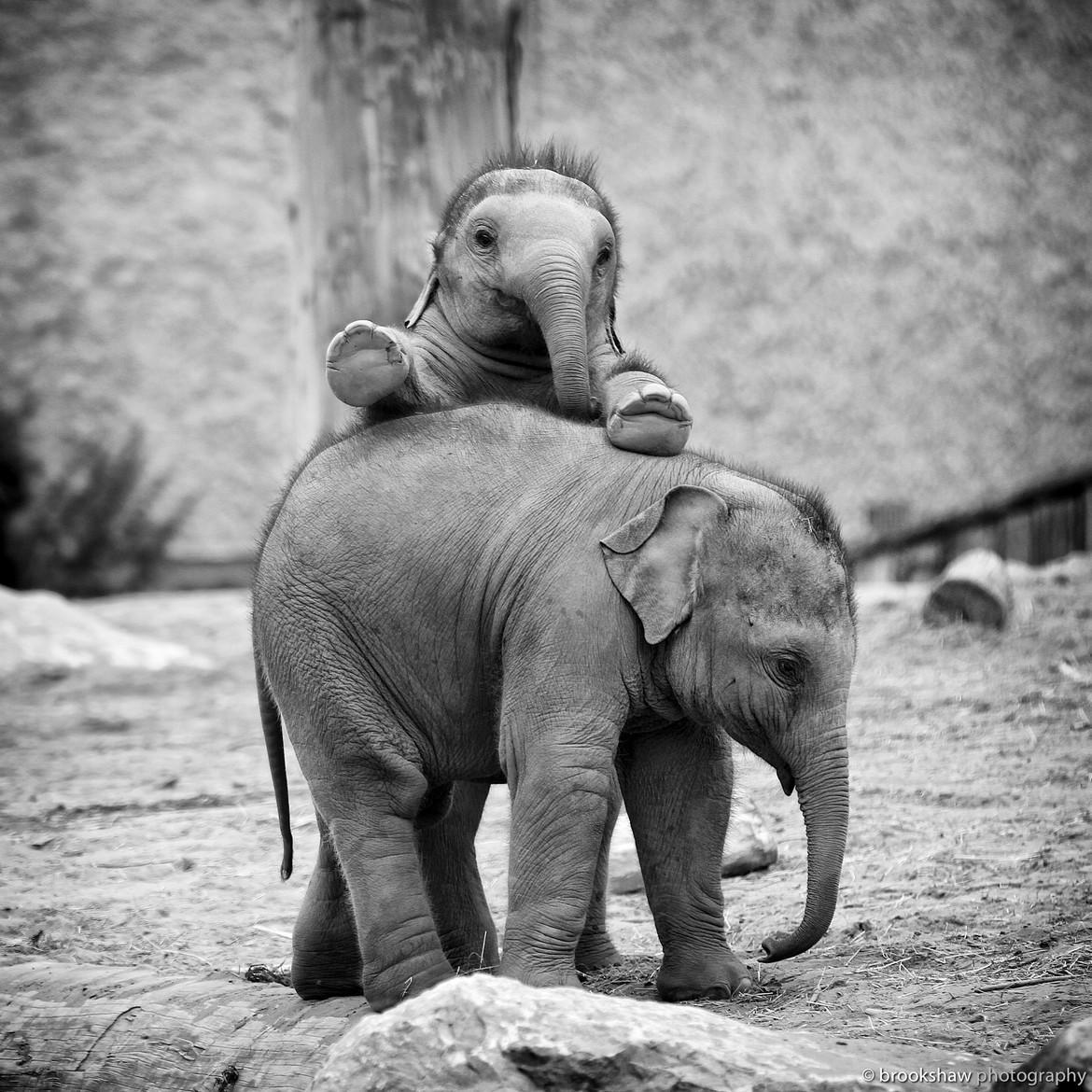 Baby Elephants