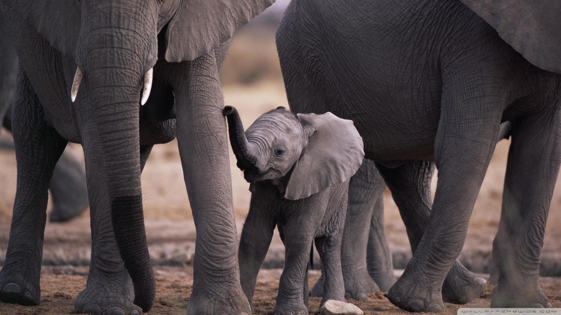Cute Baby Elephant ❤ 4K HD Desktop Wallpaper for 4K Ultra HD TV
