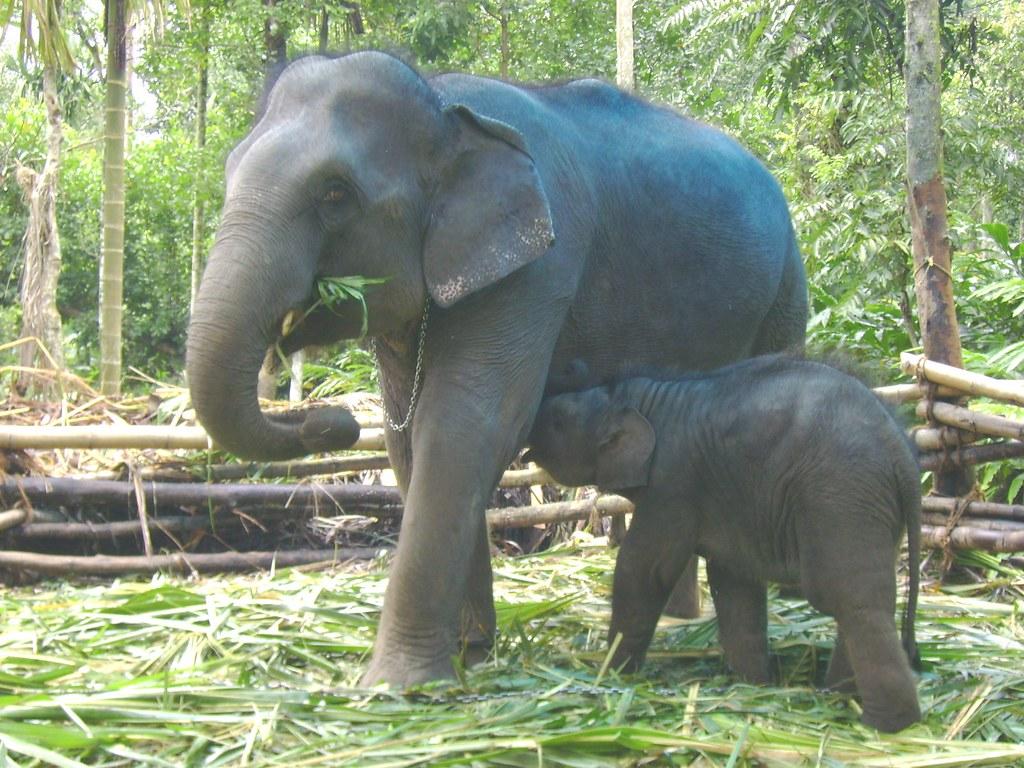 Kannan and his mother. the baby elephant drinking milk