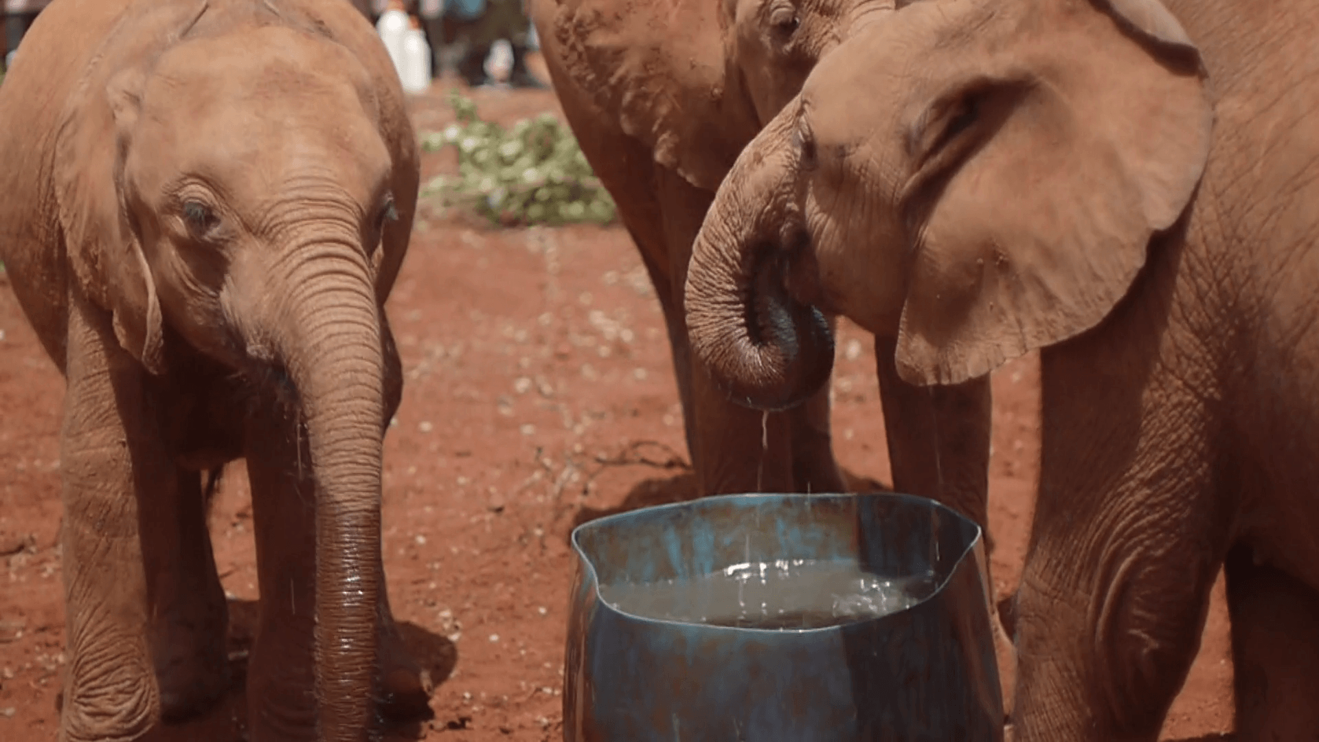 Baby elephants drinking water out of a can at Elephant orphanage