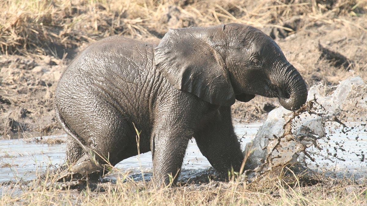 Elephants