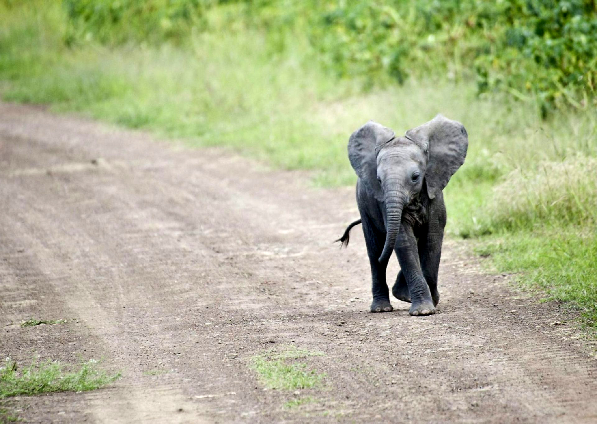 Baby Elephant Wallpaper