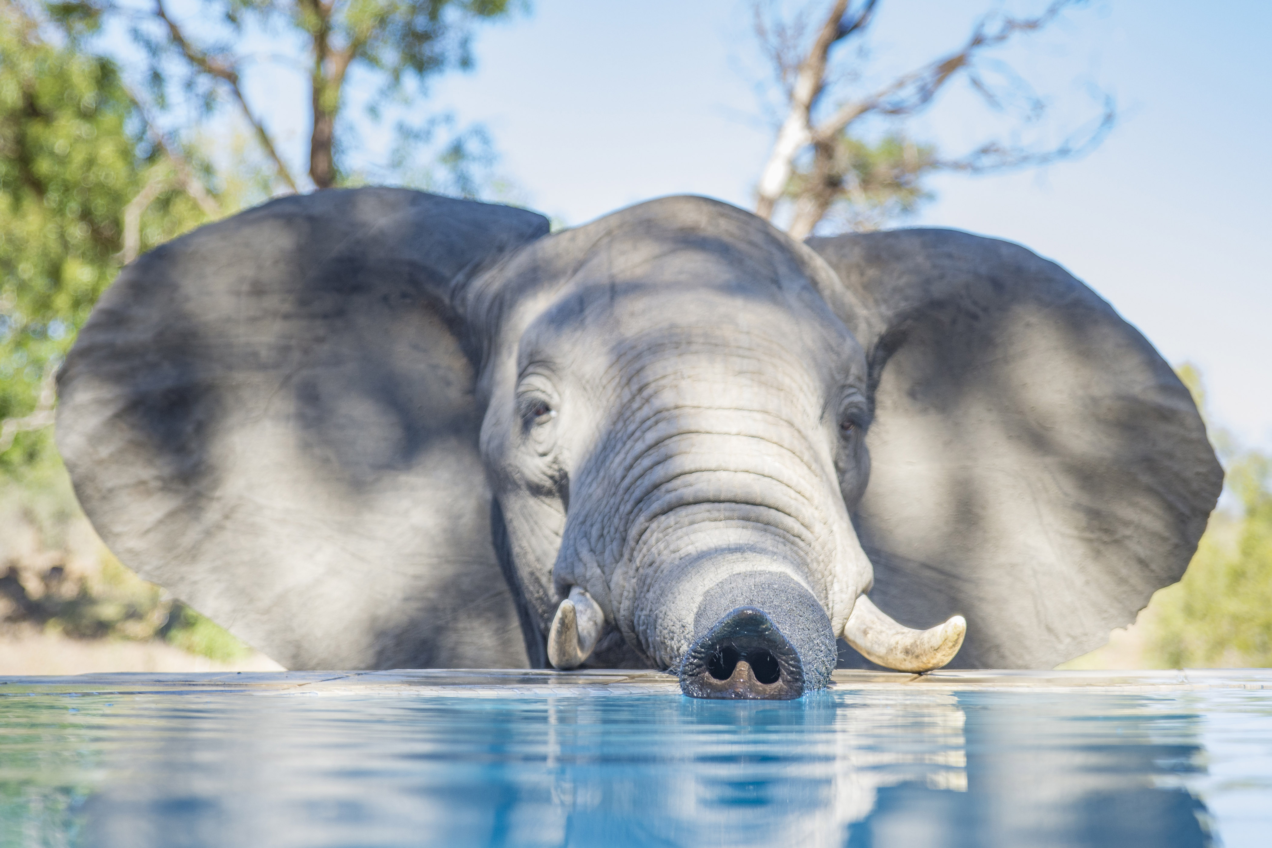 Elephant Swimming Wallpaper High Quality