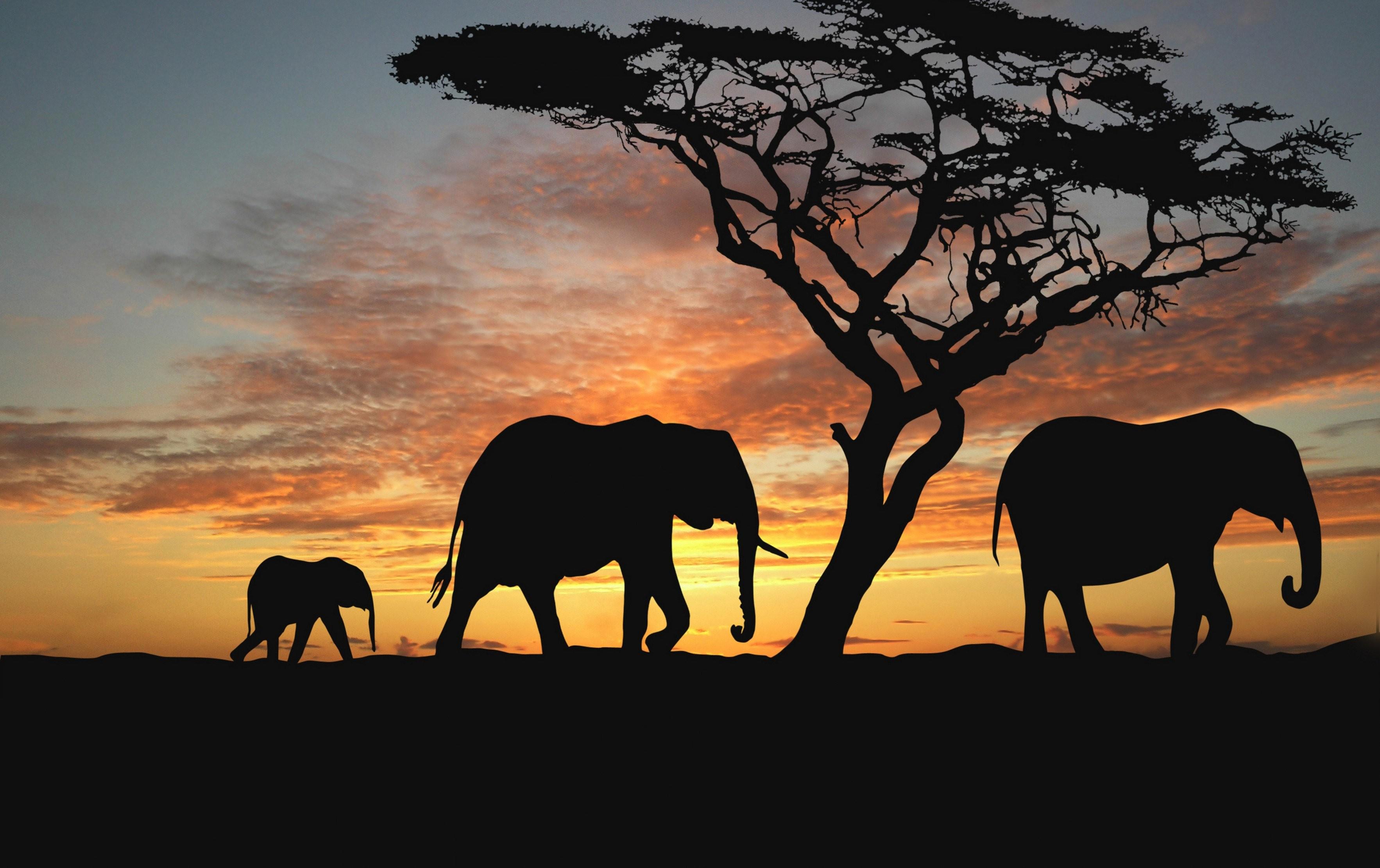 Savannah, Elephants, High Resolution, Nature, Evening, display