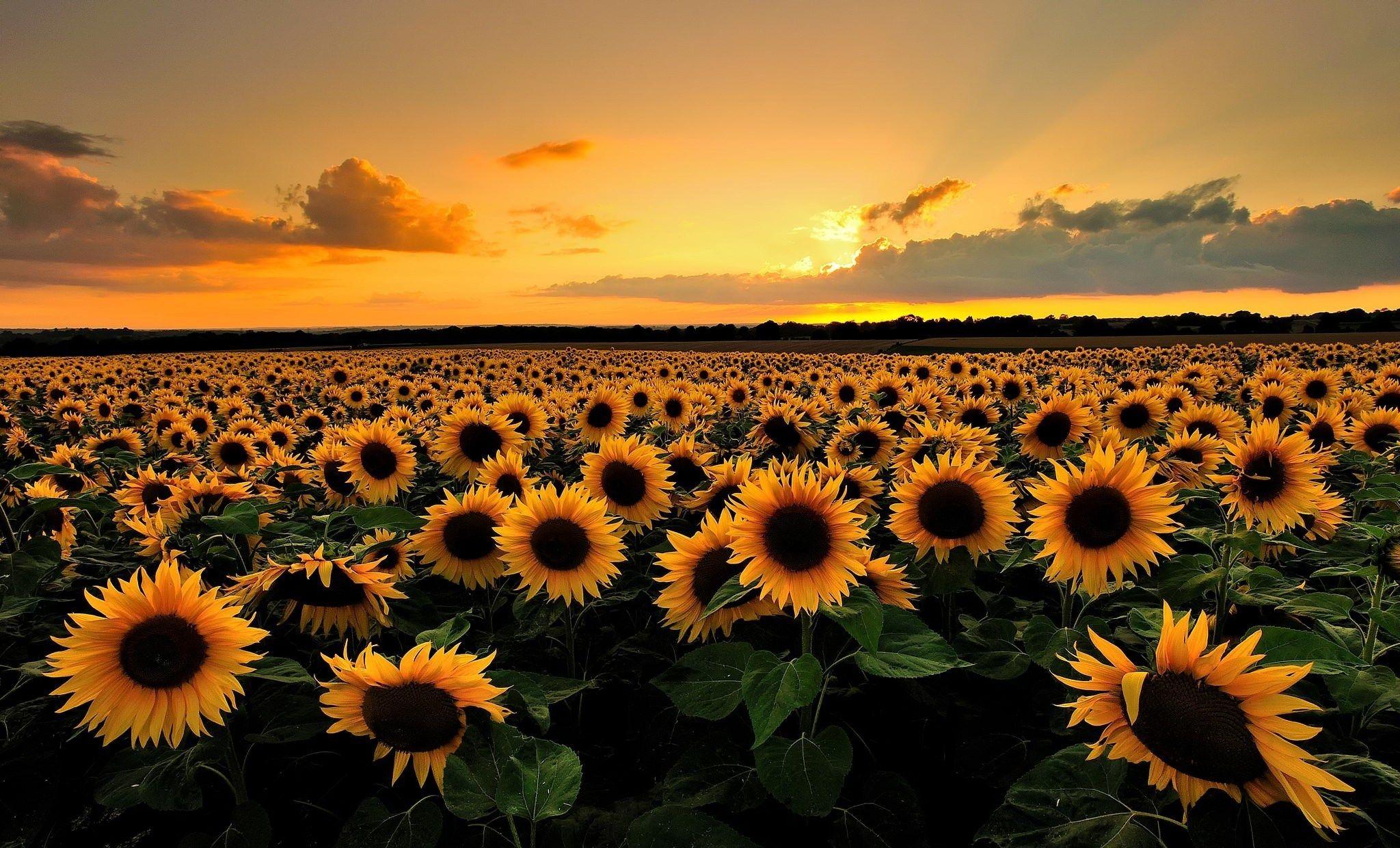 free desktop wallpaper downloads sunflower. Field