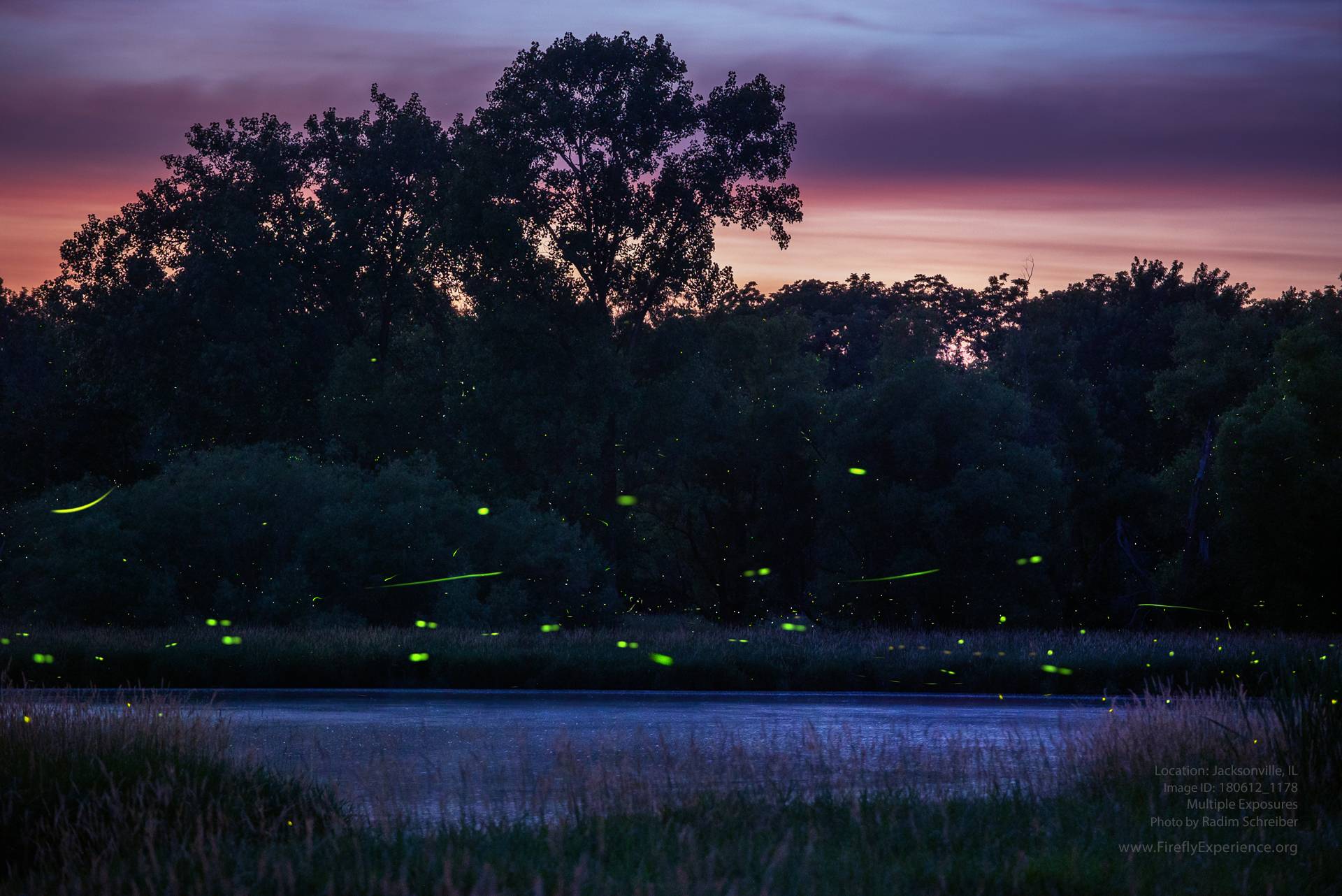 Firefly Experience Desktop Wallpaper with Fireflies