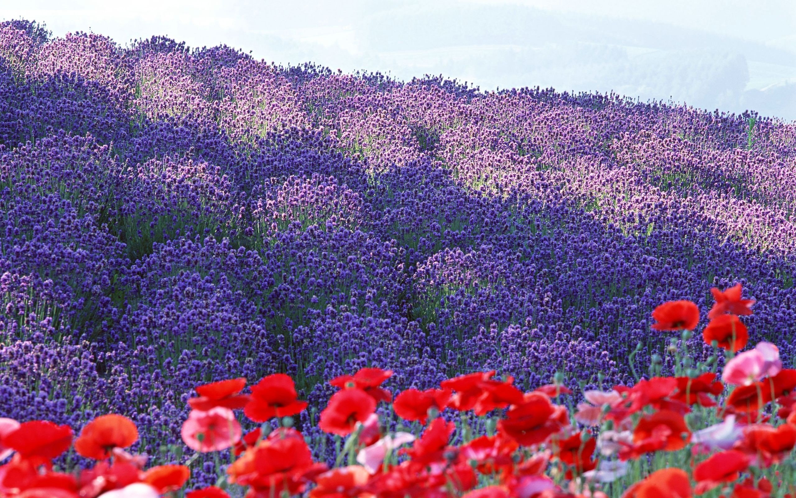 Purple Flower wallpaper HD