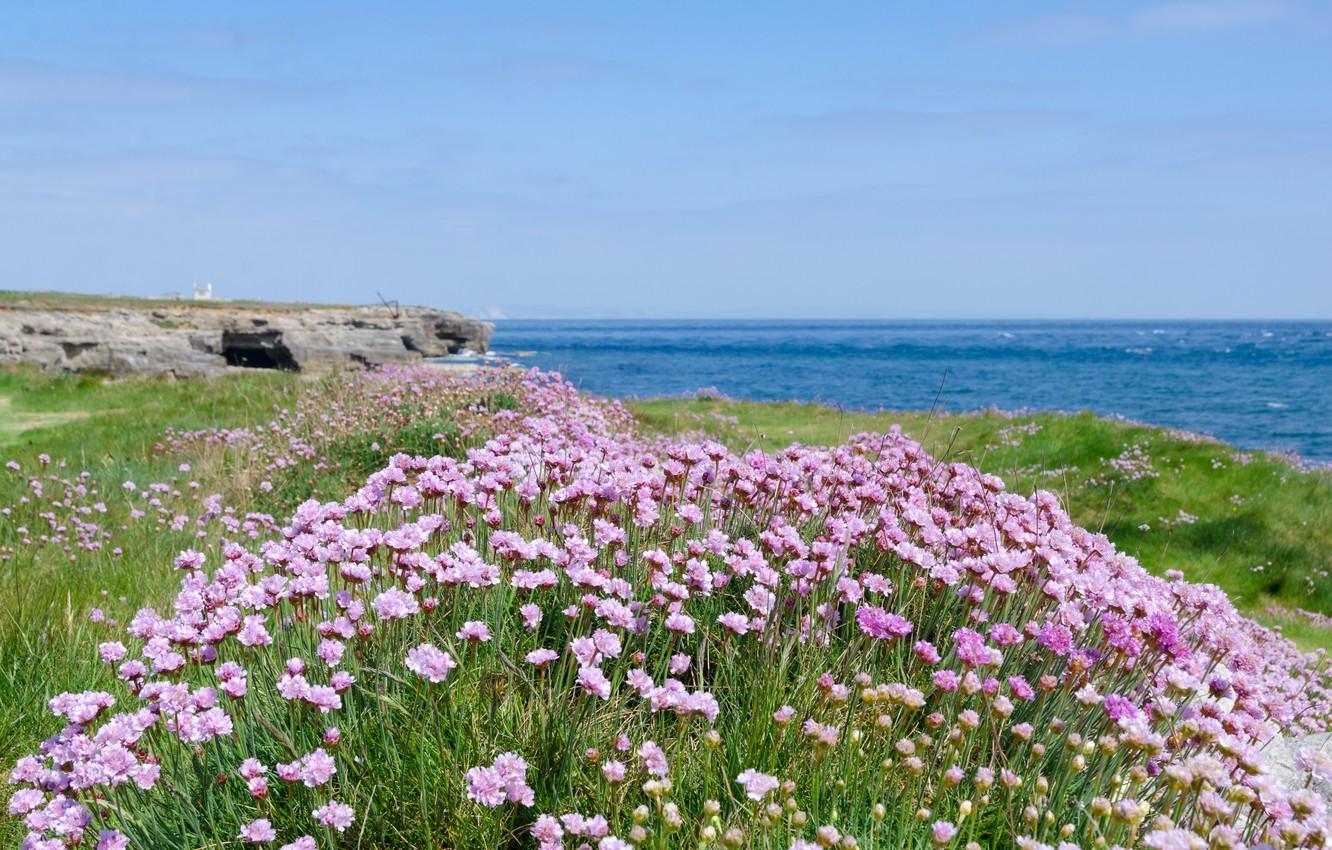 Wallpaper sea, beach, flowers, shore, beach, sea, flowers, purple