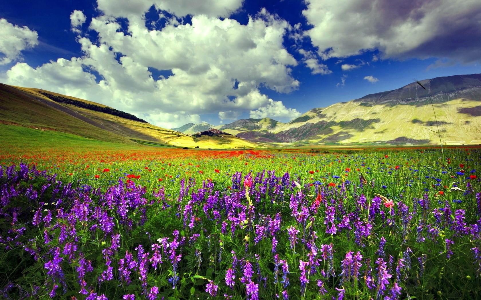 Meadow With Purple Flowers And Red Poppies And Green Grass