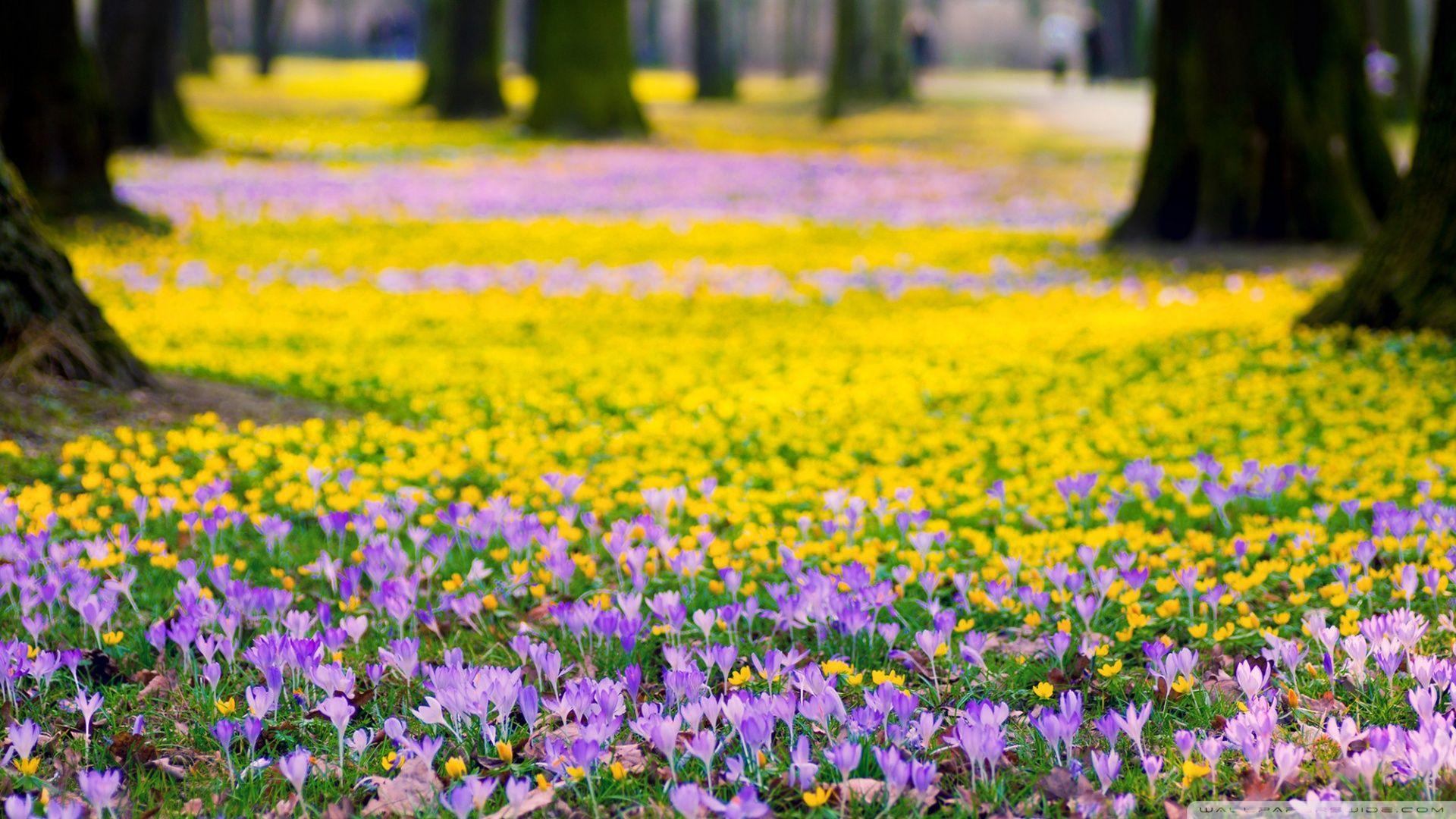 Spring Flowers Meadow HD desktop wallpaper, Widescreen