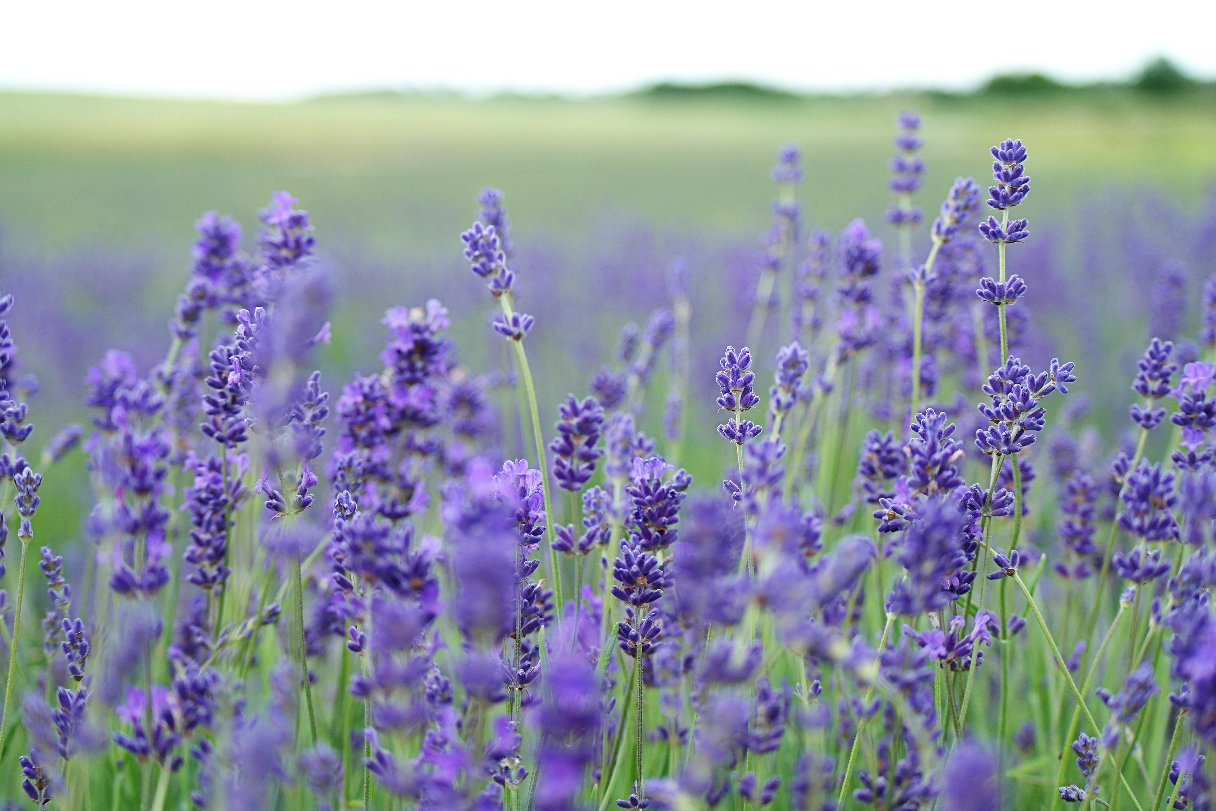 purple lavender flower field free image