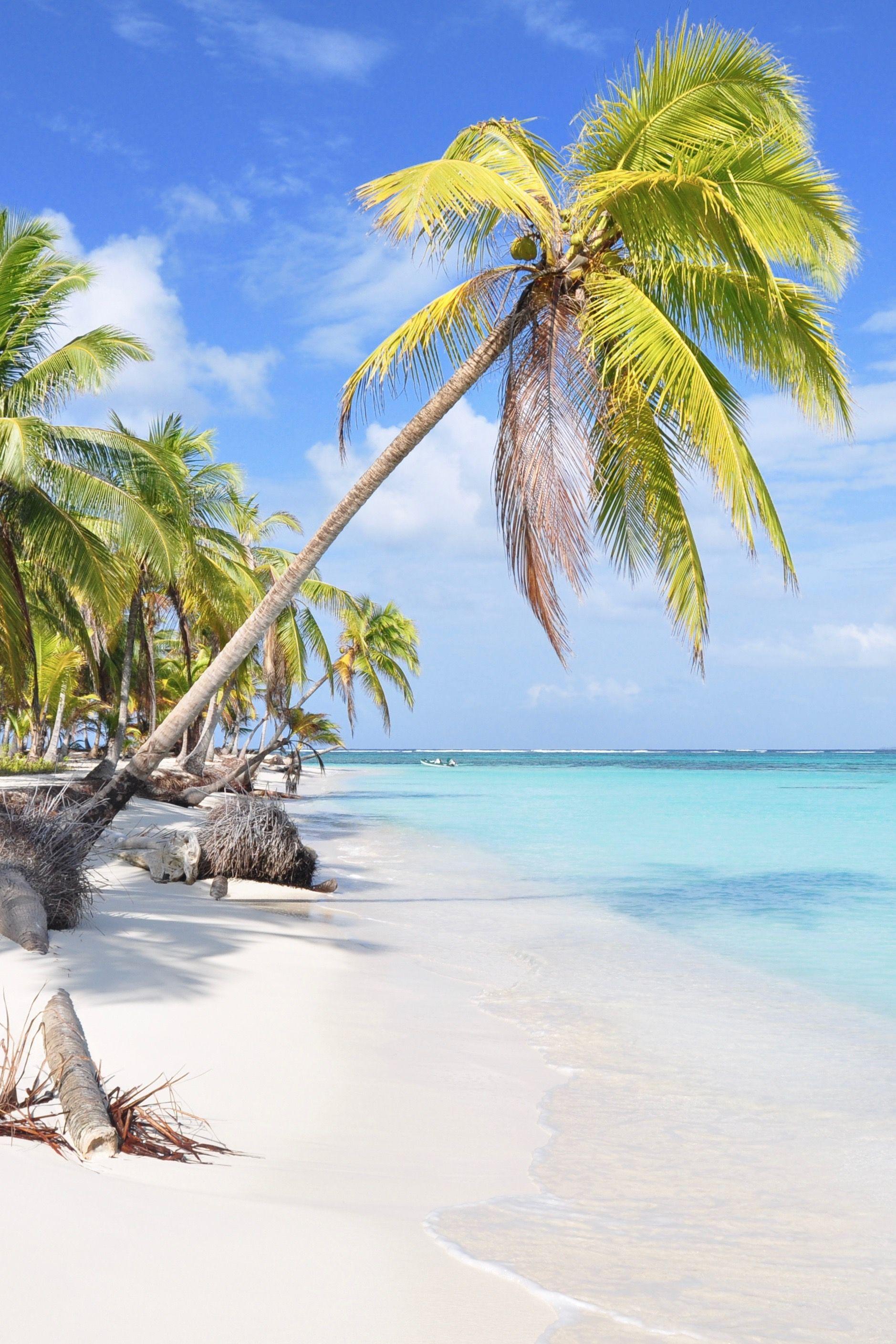 Zika Free Caribbean Islands. Pregnancy. Palm Trees, Island Beach
