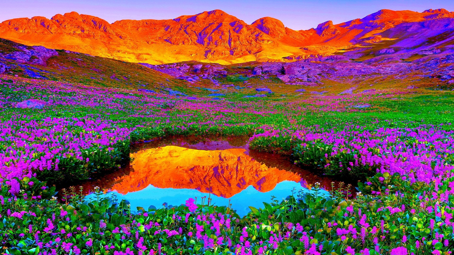 The Beautiful Purple flowers field [HD]