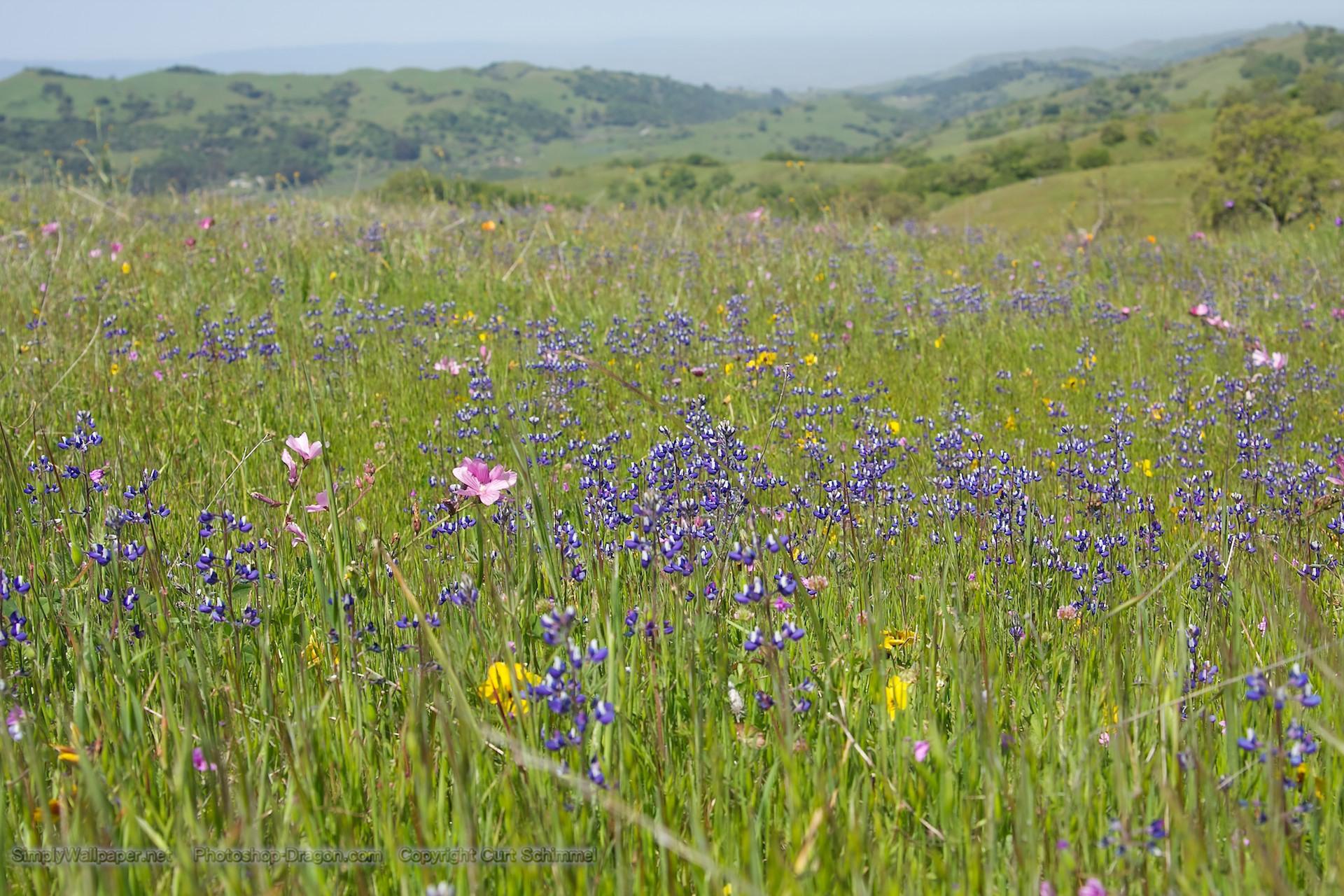 Field of Purple Wildflowers Desktop Wallpaper