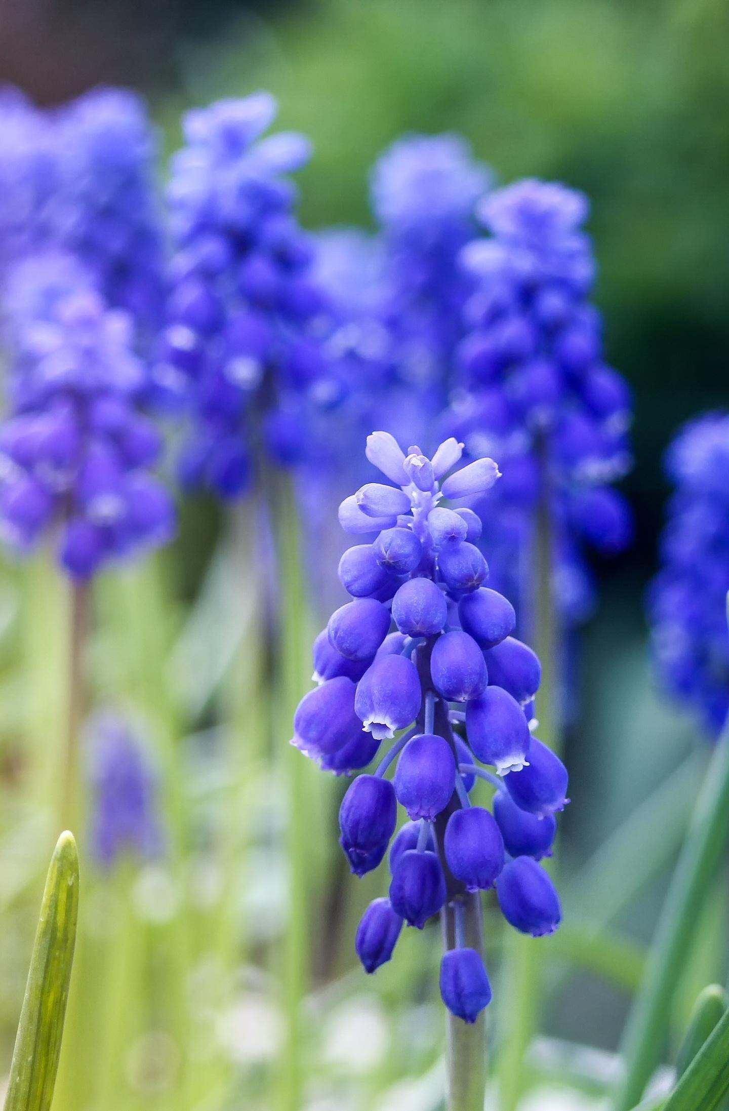 Download 1440x2880 wallpaper purple, flowers, blur, meadow, hyacinth
