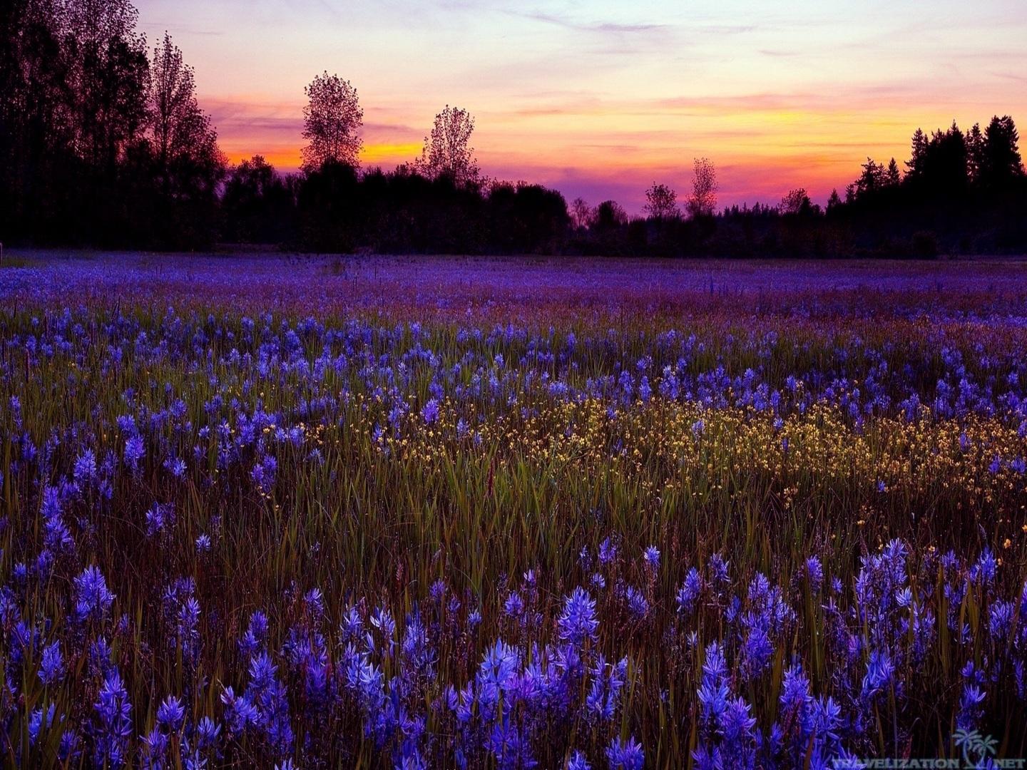 At Sunset Purple Flowers Meadow 图片s Purple Floral 图片s Purple