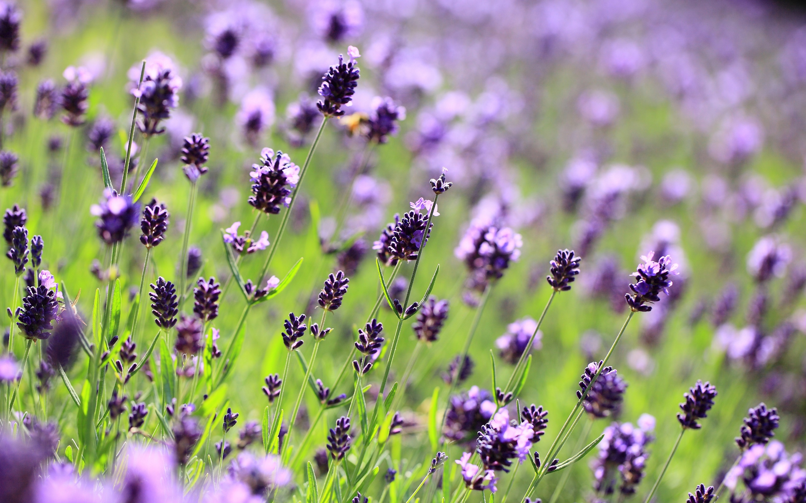 Wallpaper Lavender Purple Flowers, Field, Meadow, Blurred Close Up