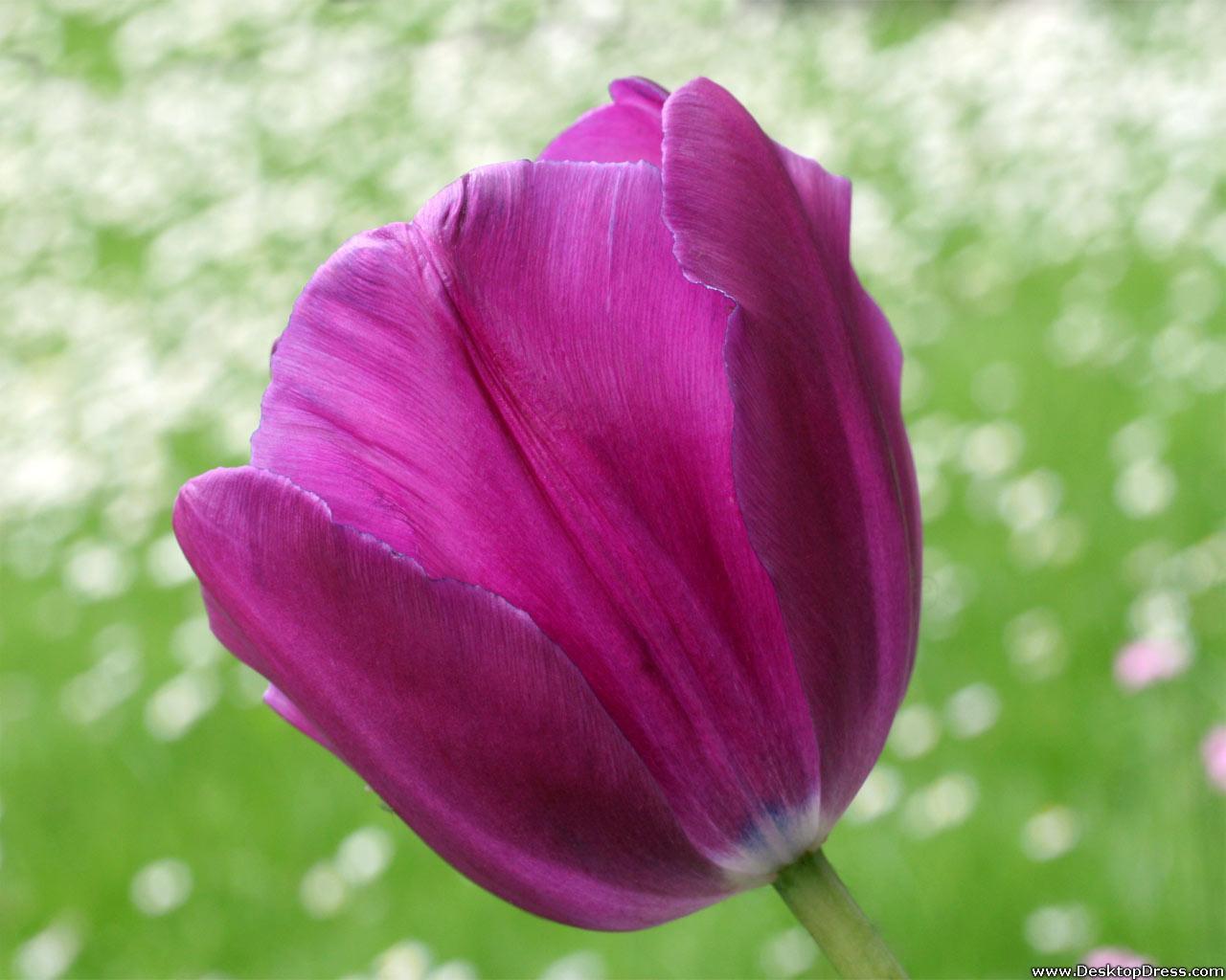 Desktop Wallpaper Flowers Background Purple Tulip Against