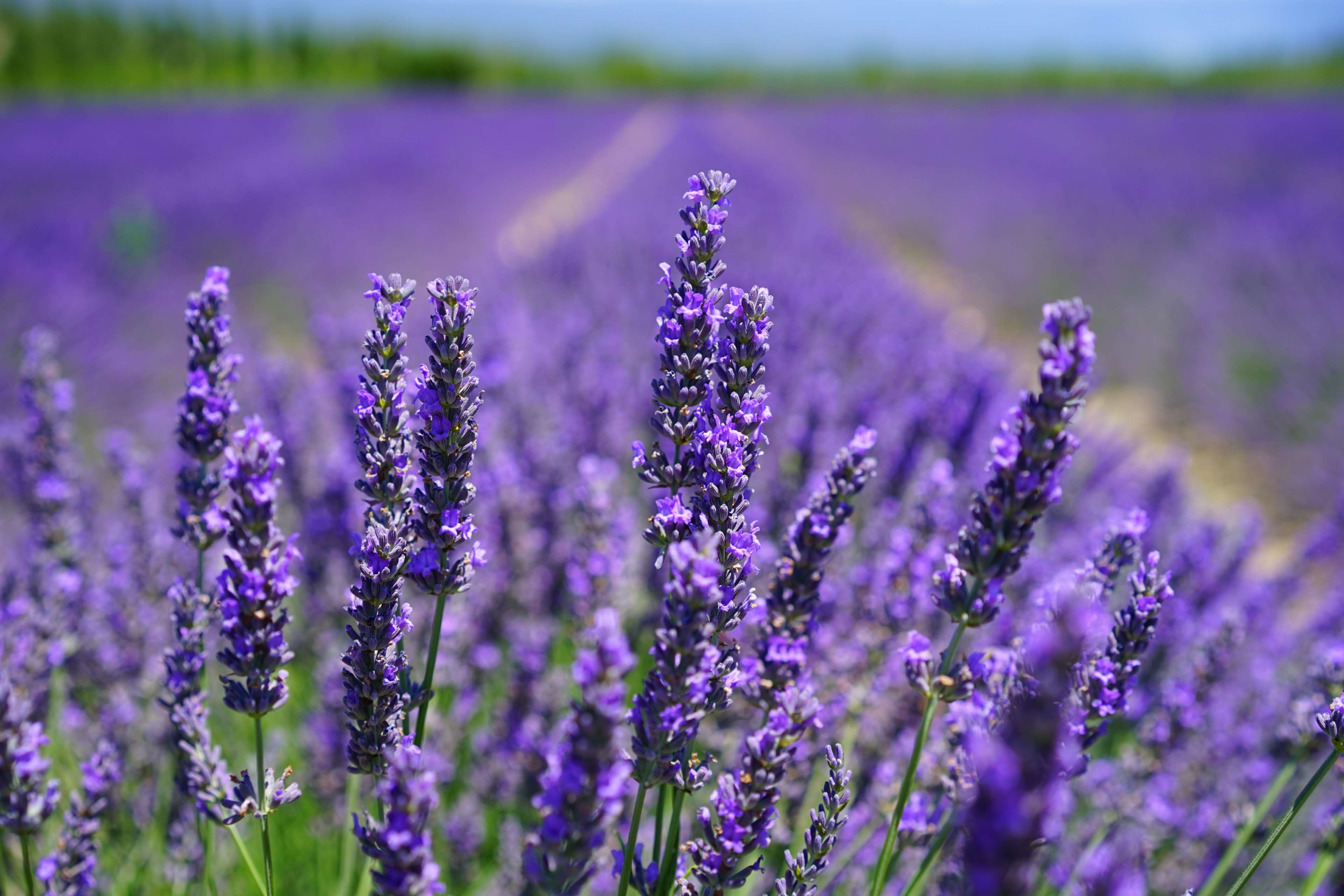 aroma, blooming lavender, close up, countryside, field