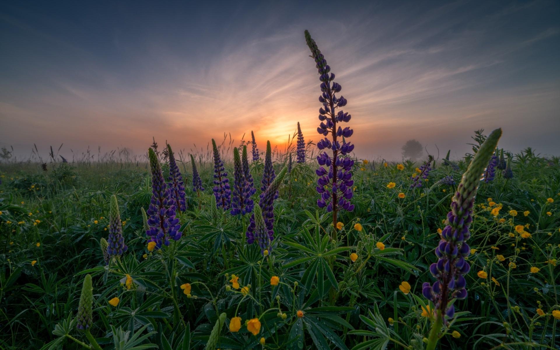 Wallpaper Lupin, purple flowers, dawn 1920x1200 HD Picture, Image