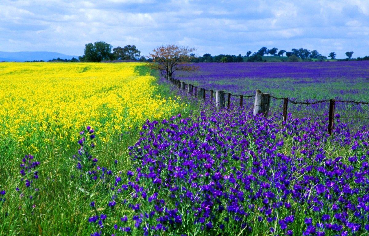 Field of Purple Flowers Wallpaper