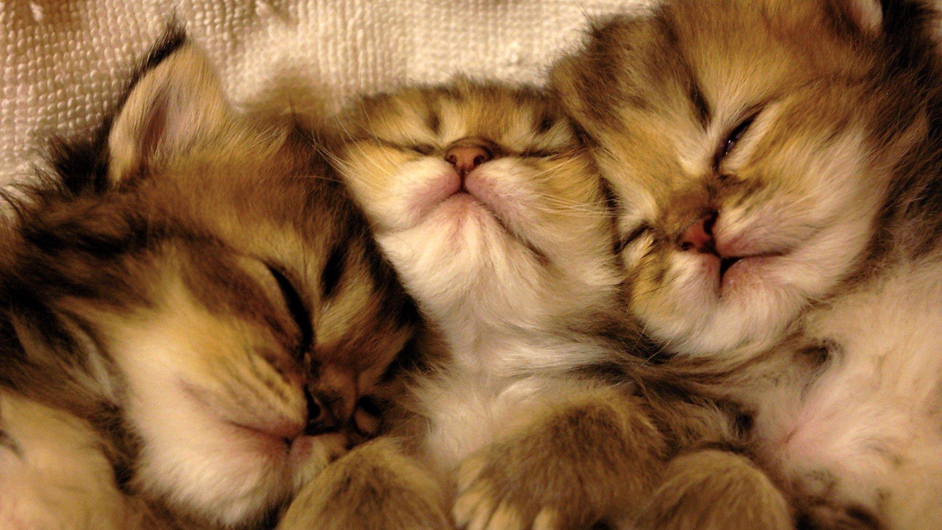 Three Sleeping Kittens HD Wallpaper. Background Image