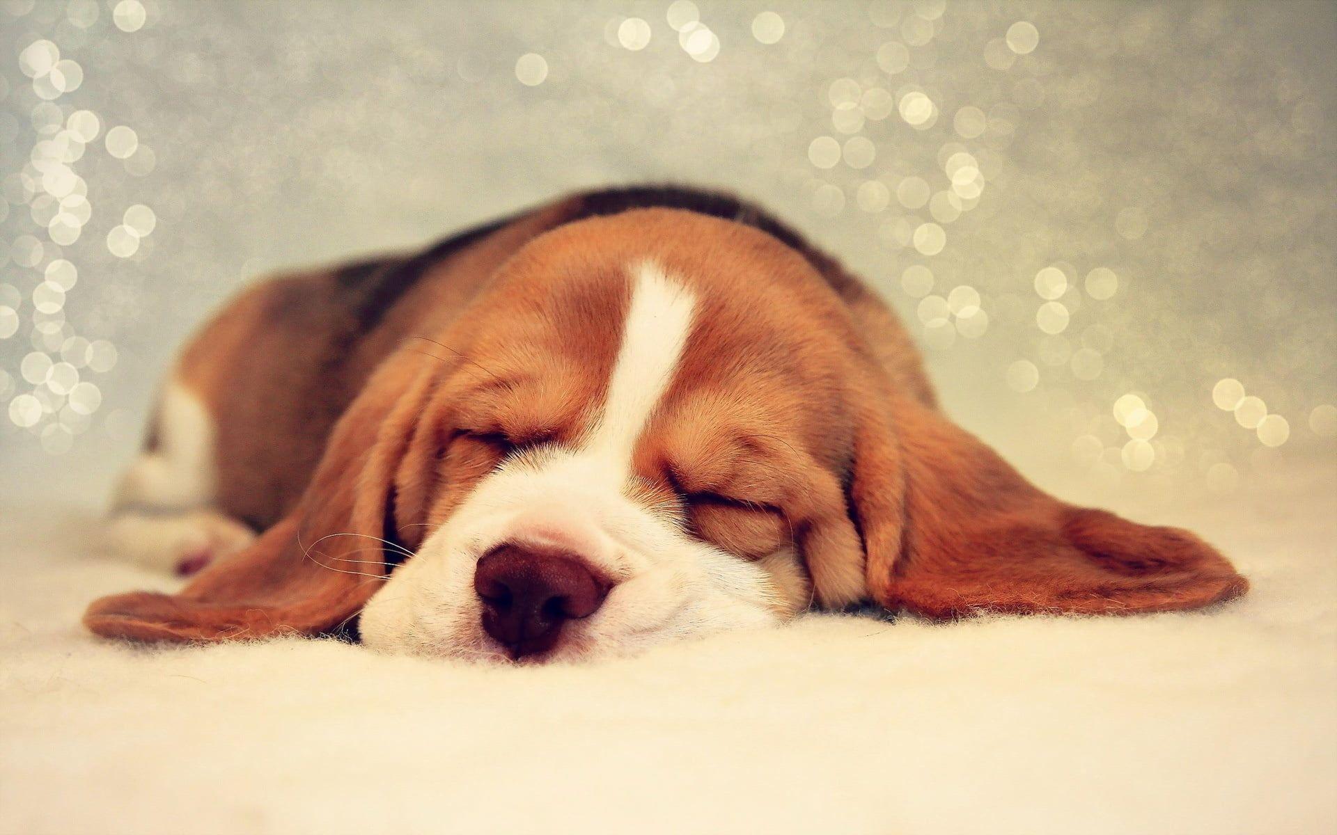 Puppy Sleeping Wallpaper