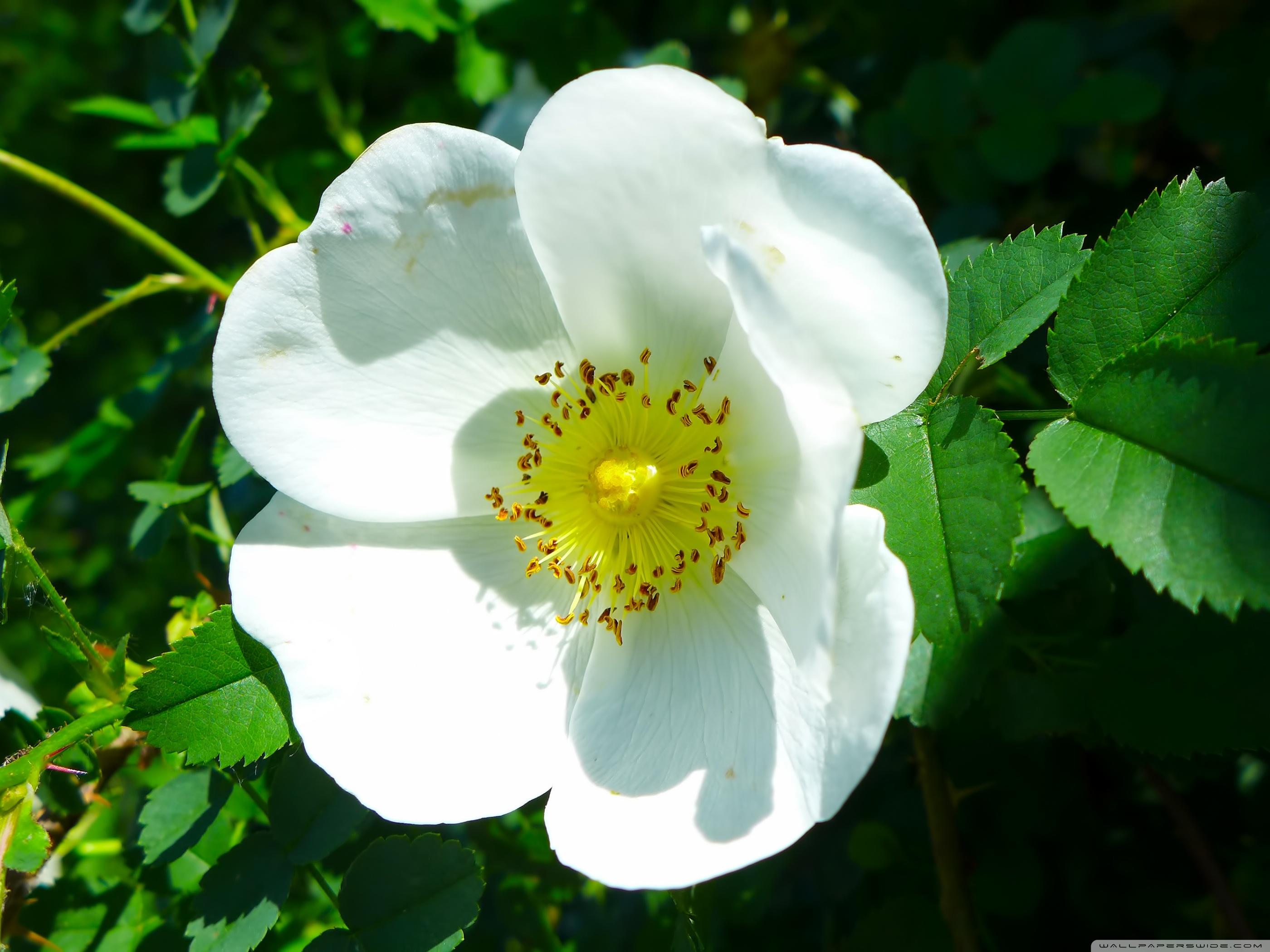 White Wild Rose ❤ 4K HD Desktop Wallpaper for 4K Ultra HD TV • Wide