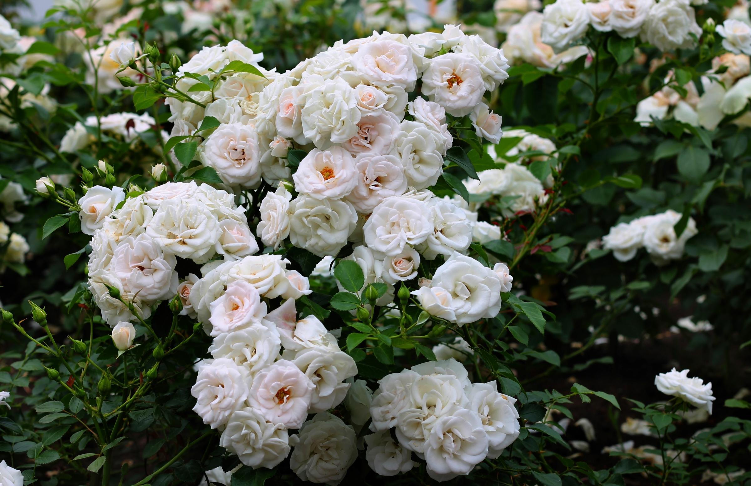 white-wild-rose-wallpapers-wallpaper-cave