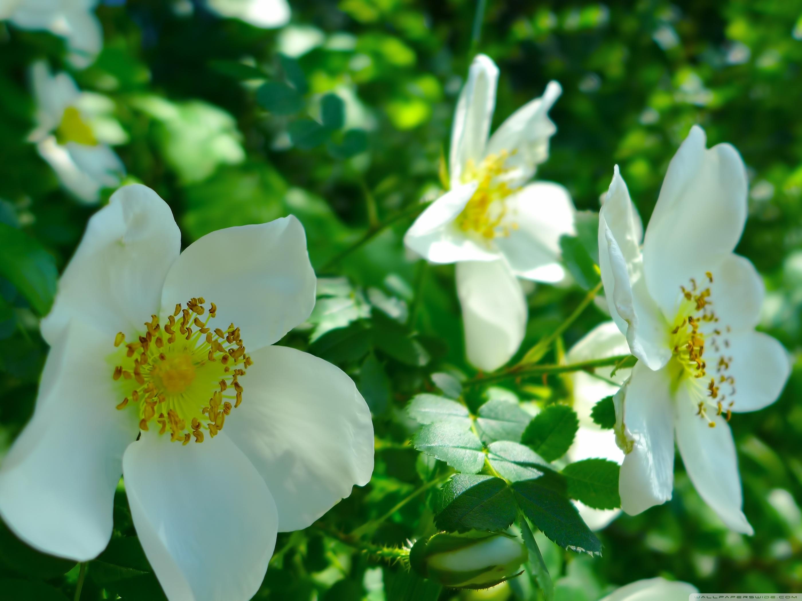 White Wild Roses ❤ 4K HD Desktop Wallpaper for 4K Ultra HD TV