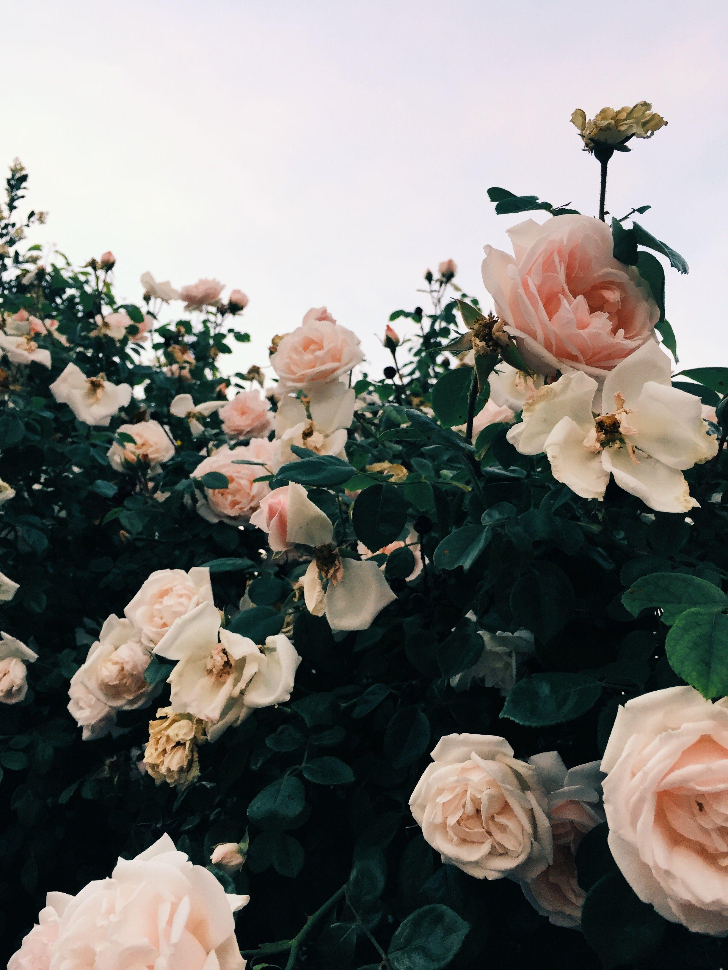 follow me on Insta // pink roses, garden roses, wild