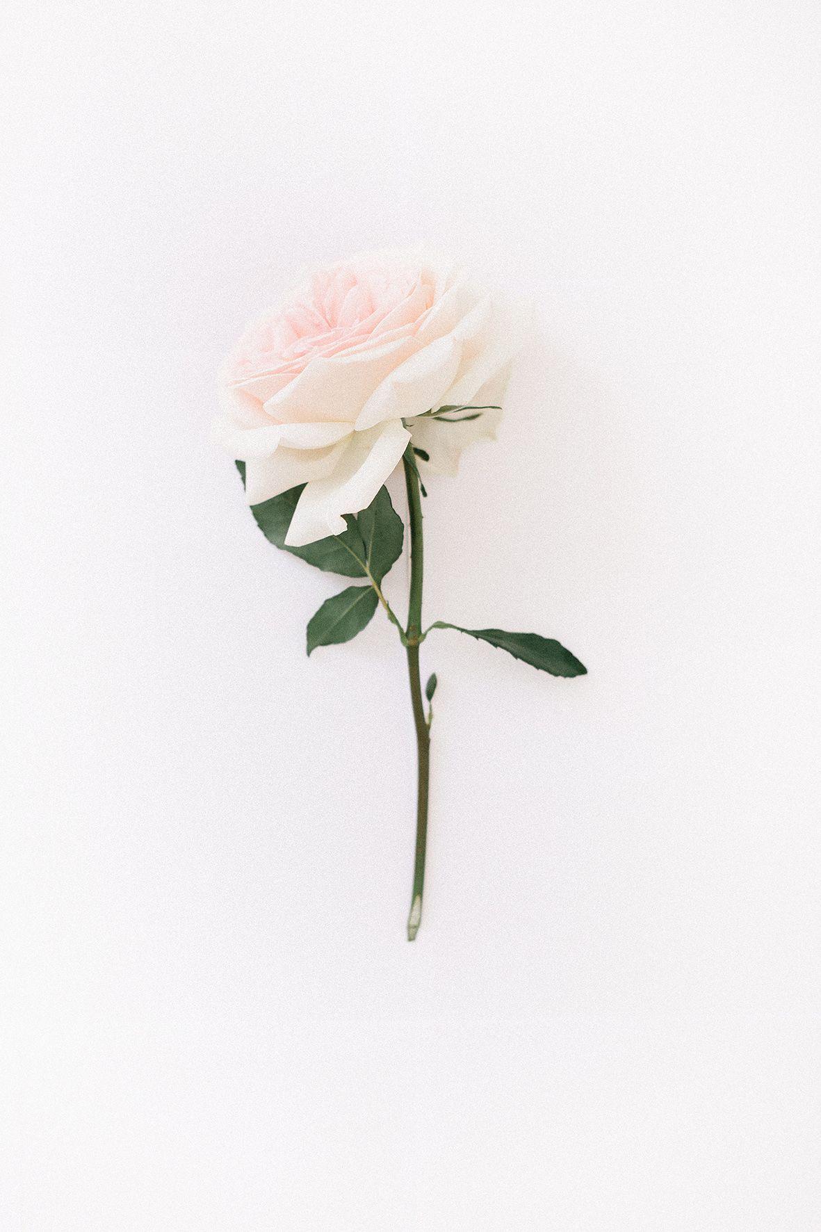 iPhone. Rose wallpaper, White roses