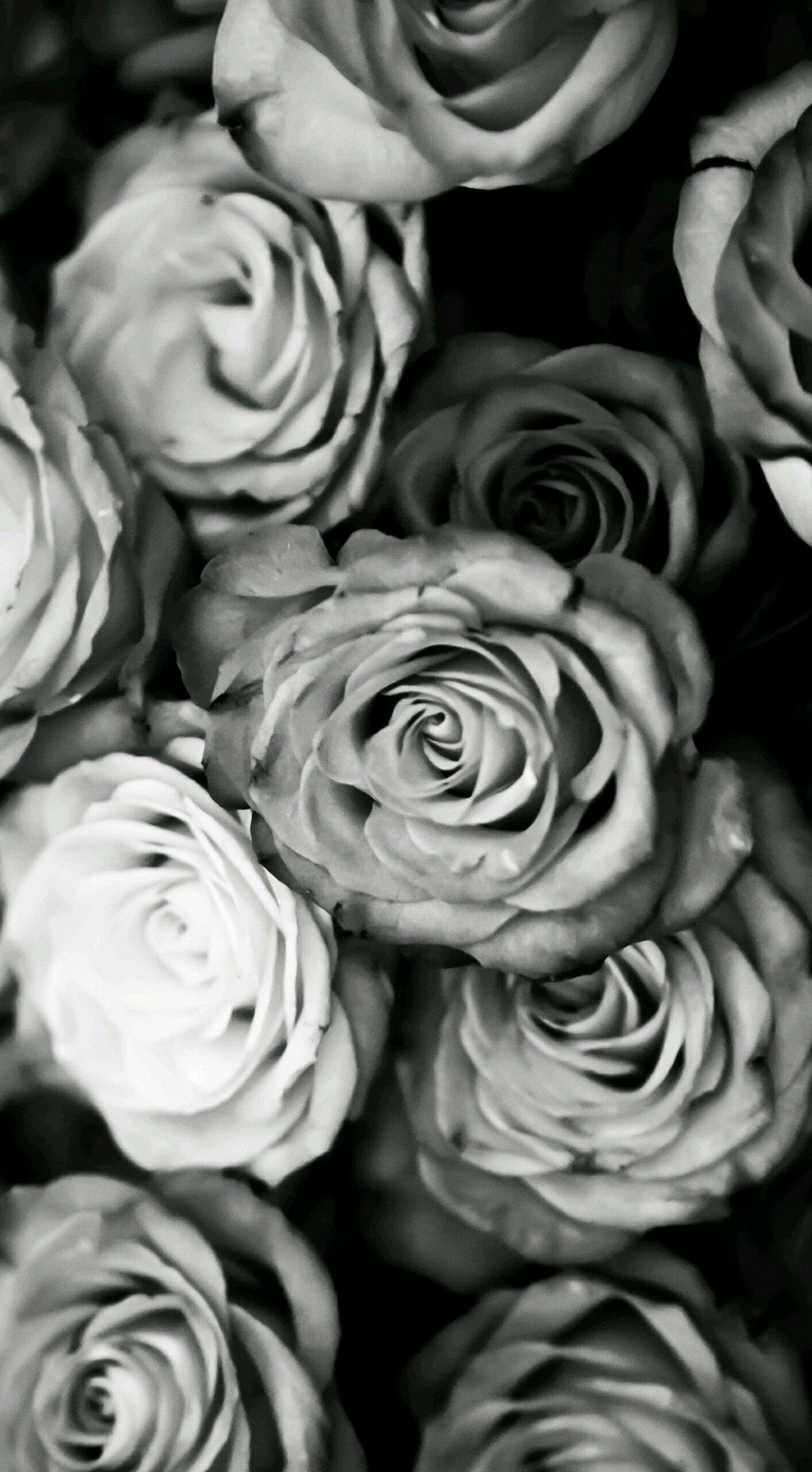 WALLPAPERS. White roses wallpaper, White roses