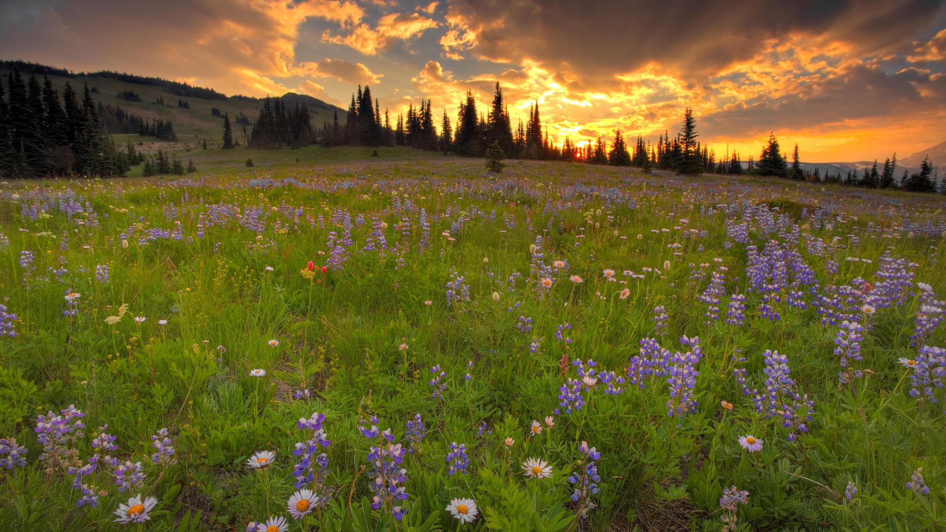 Wild Flowers In Meadow Wallpapers Wallpaper Cave