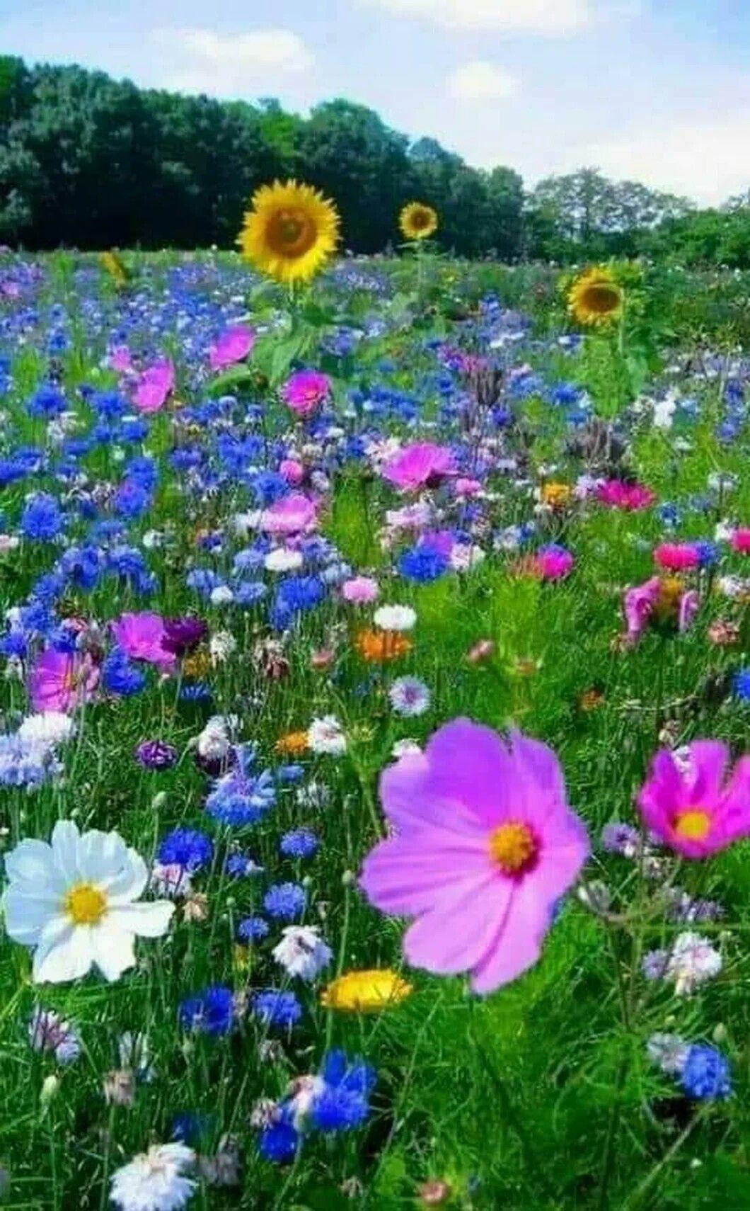 Wild Flowers In Meadow Wallpapers Wallpaper Cave