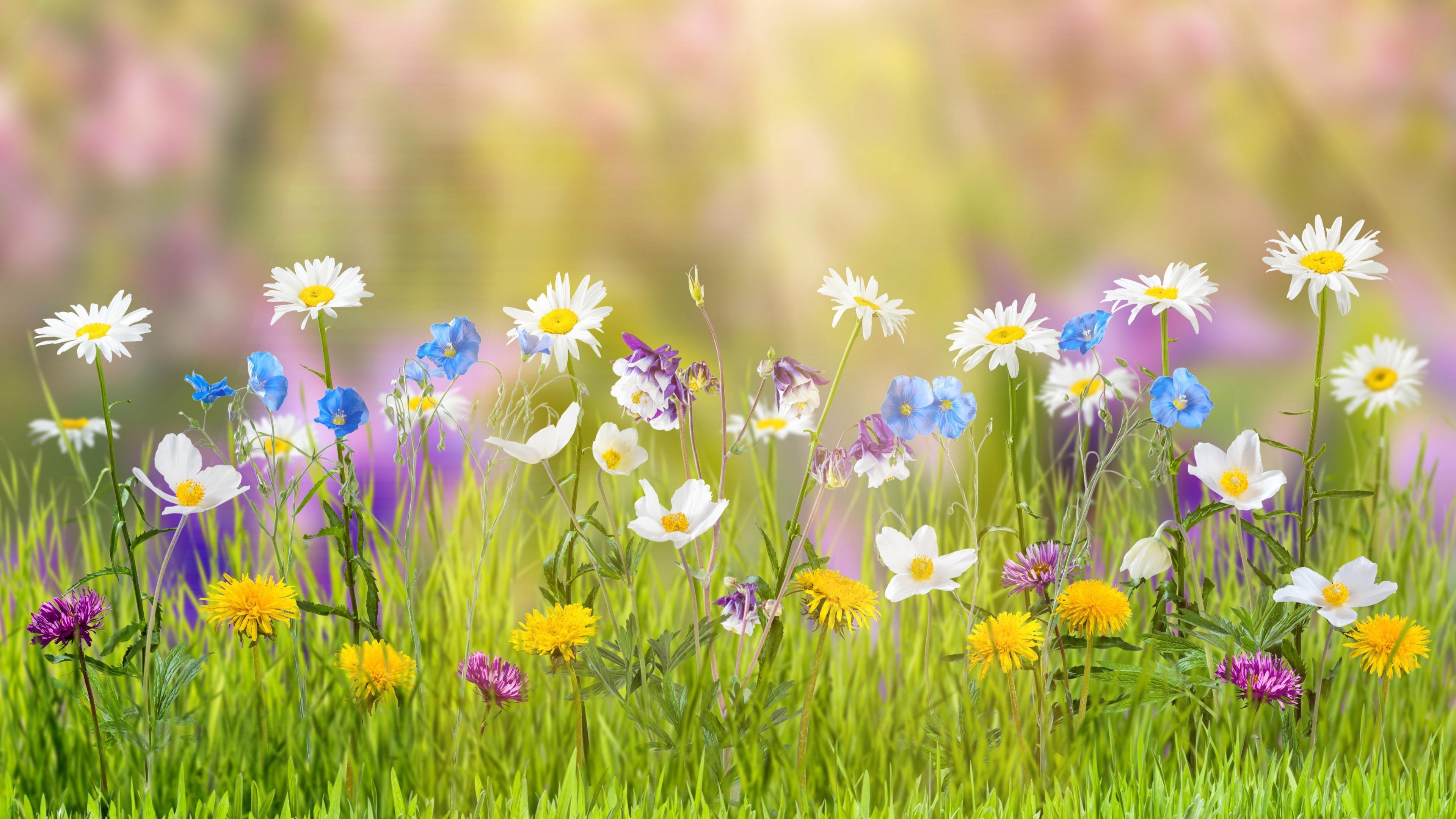 HD wallpaper: flower, plant, wildflower, sky, flora, flowering plant