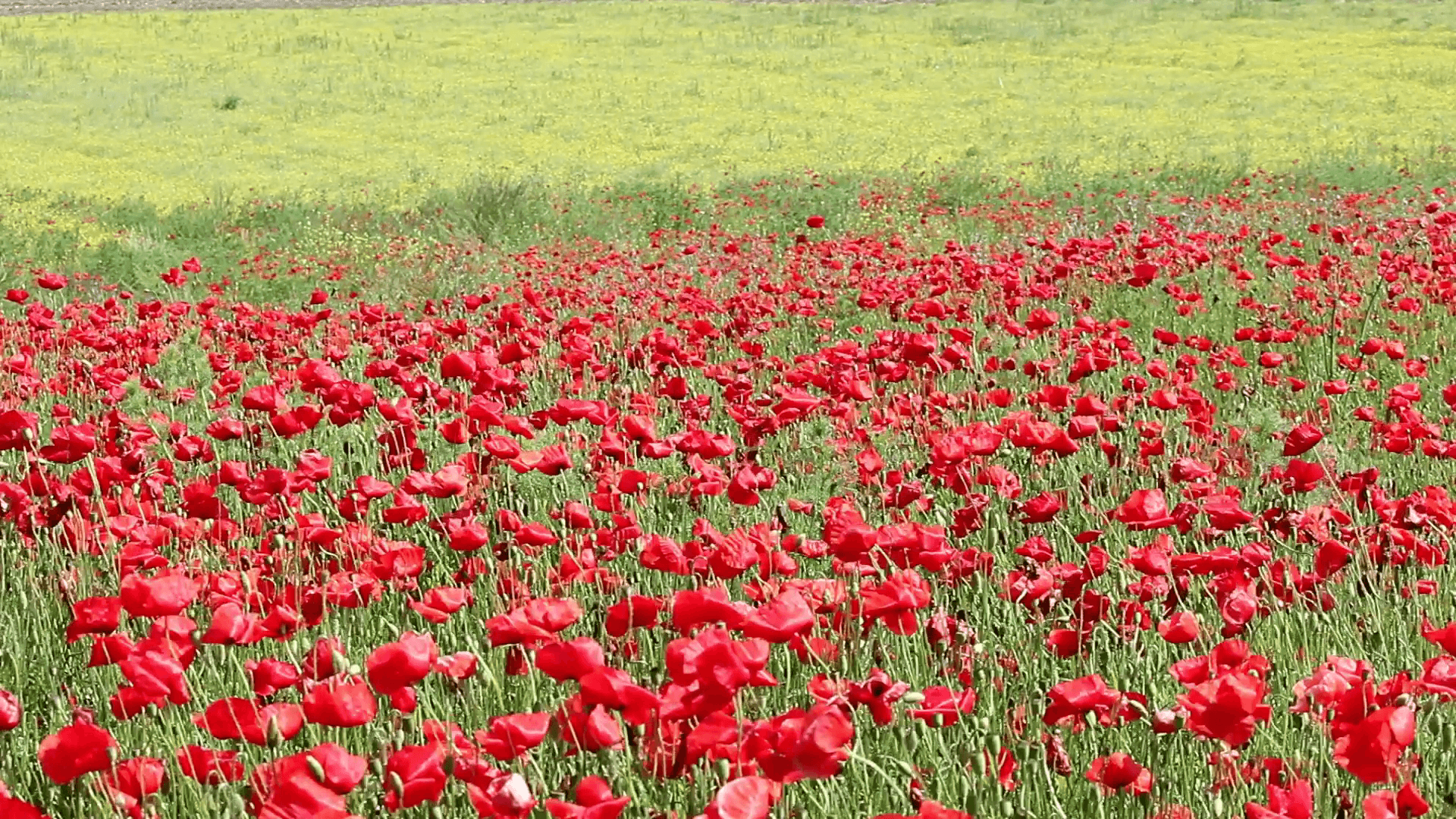 red poppy and yellow wild flowers meadow nature.mov Stock Video Footage