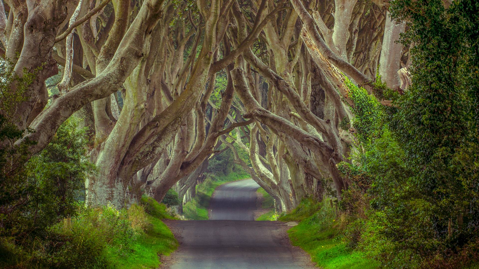 of the World's Most Beautiful Tree Tunnels And How to Get There