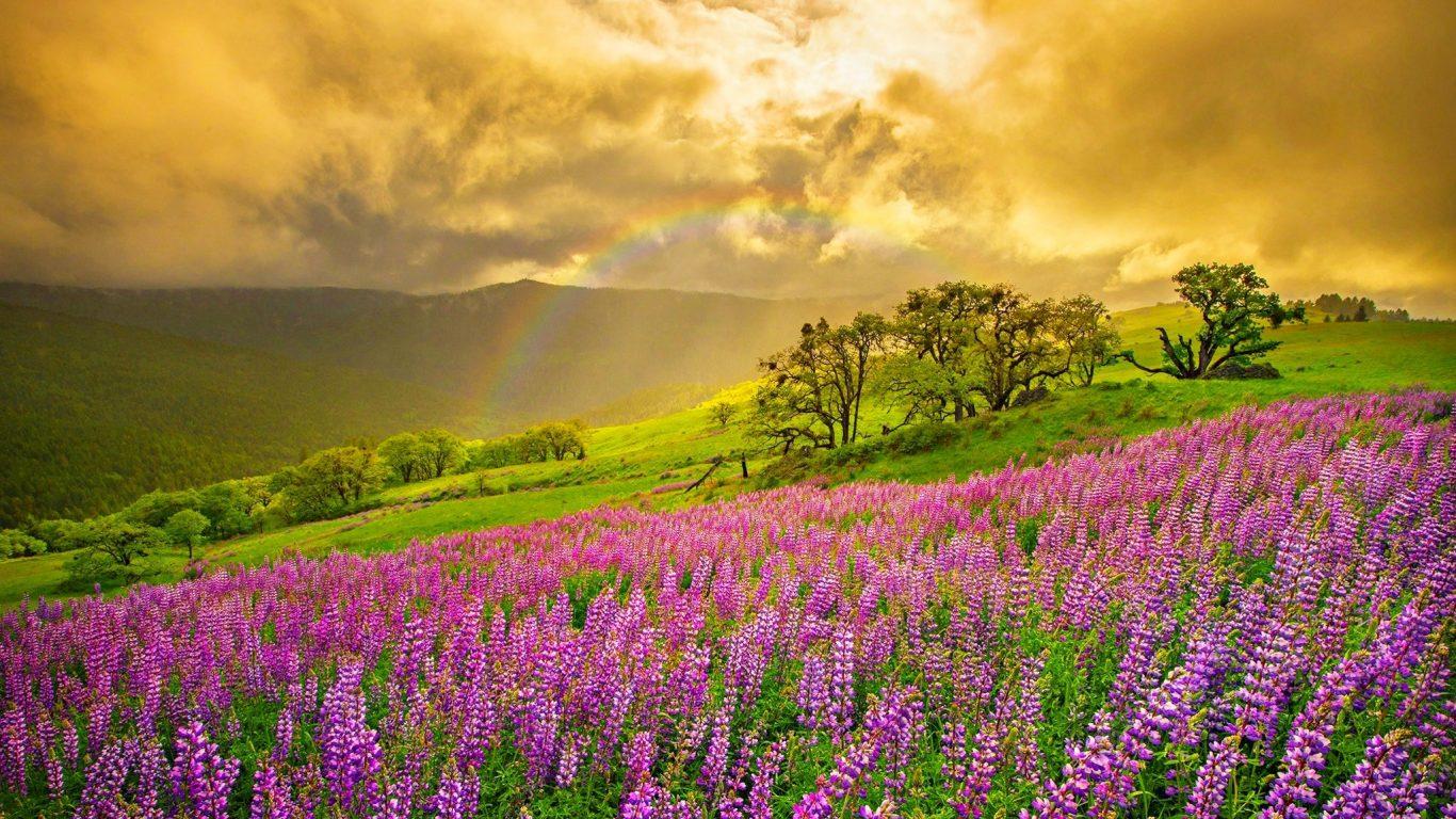 Rainbow Mountains Field Beautiful Springtime Flowered Hill
