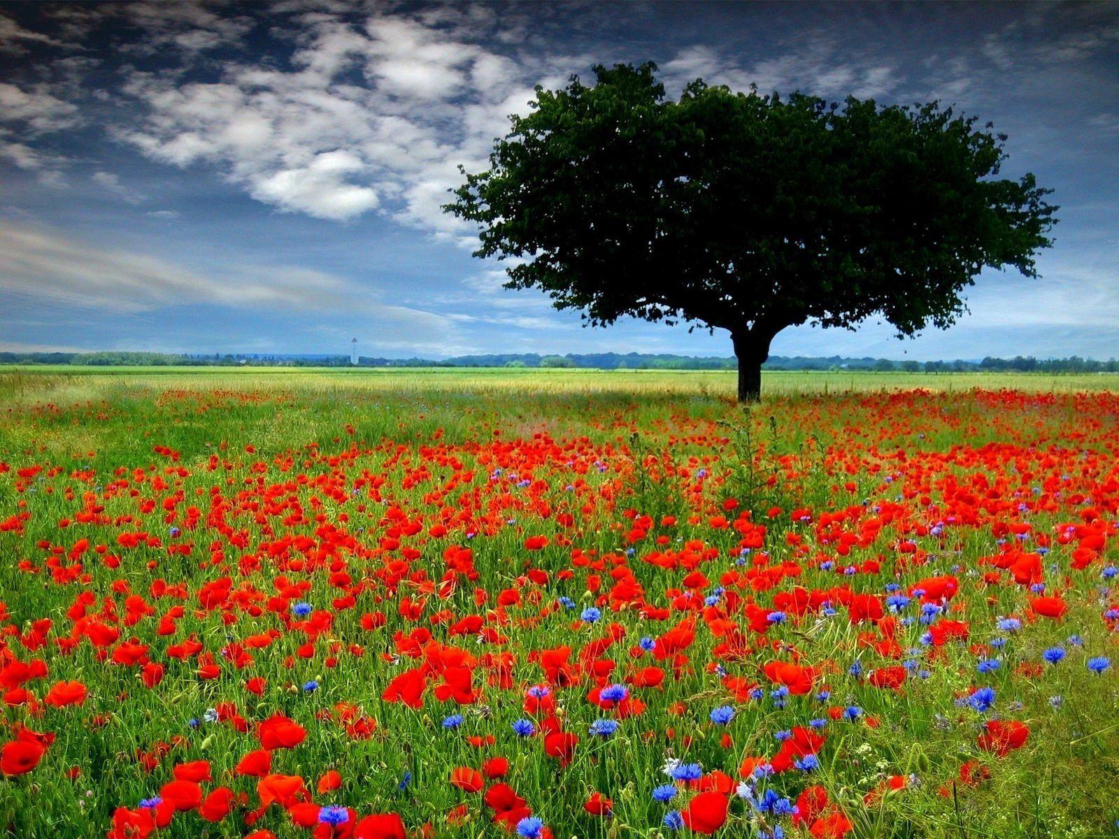 Download poppy, poppy flower, vast field, beautiful, tree, red