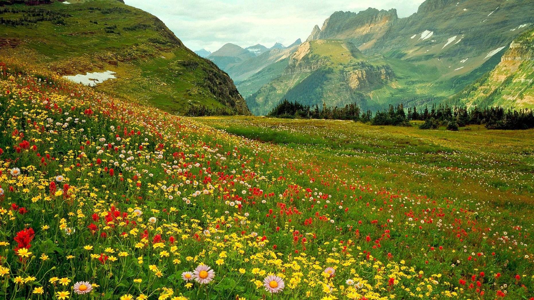 Alpine Wild Flowers HD desktop wallpaper, Widescreen