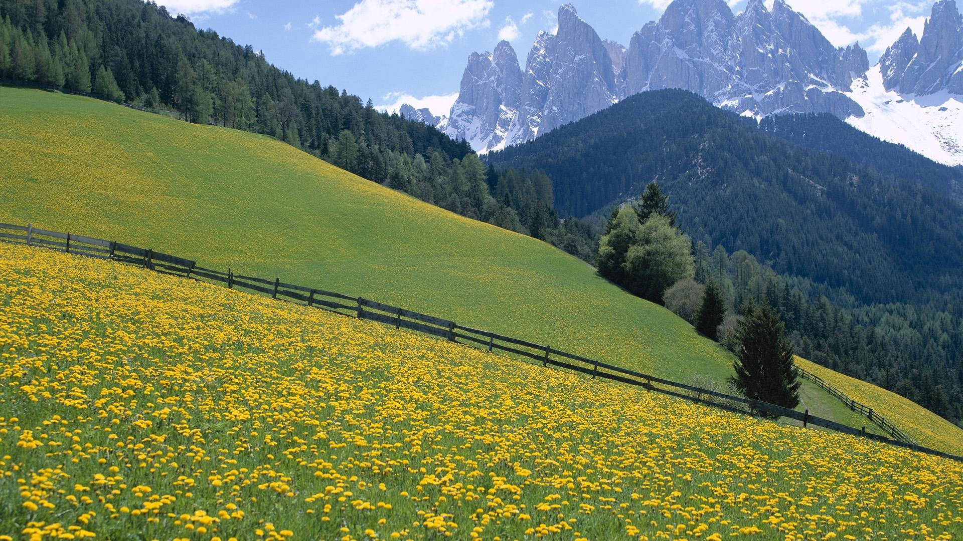 Dolomite Mountains In Italy Spring Landscape Meadow With Wild