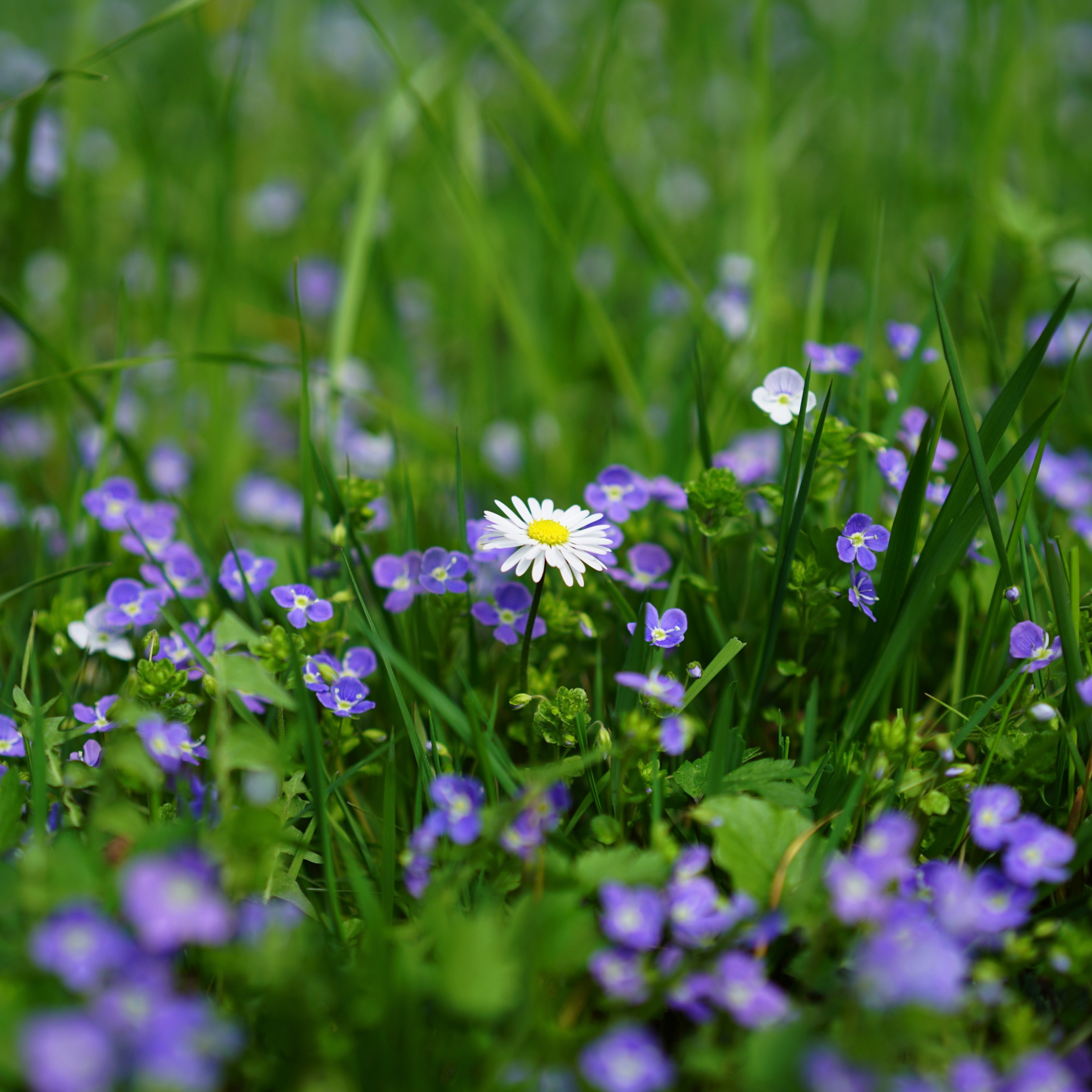 Download 2248x2248 wallpaper meadow, daisy, wild flowers, spring
