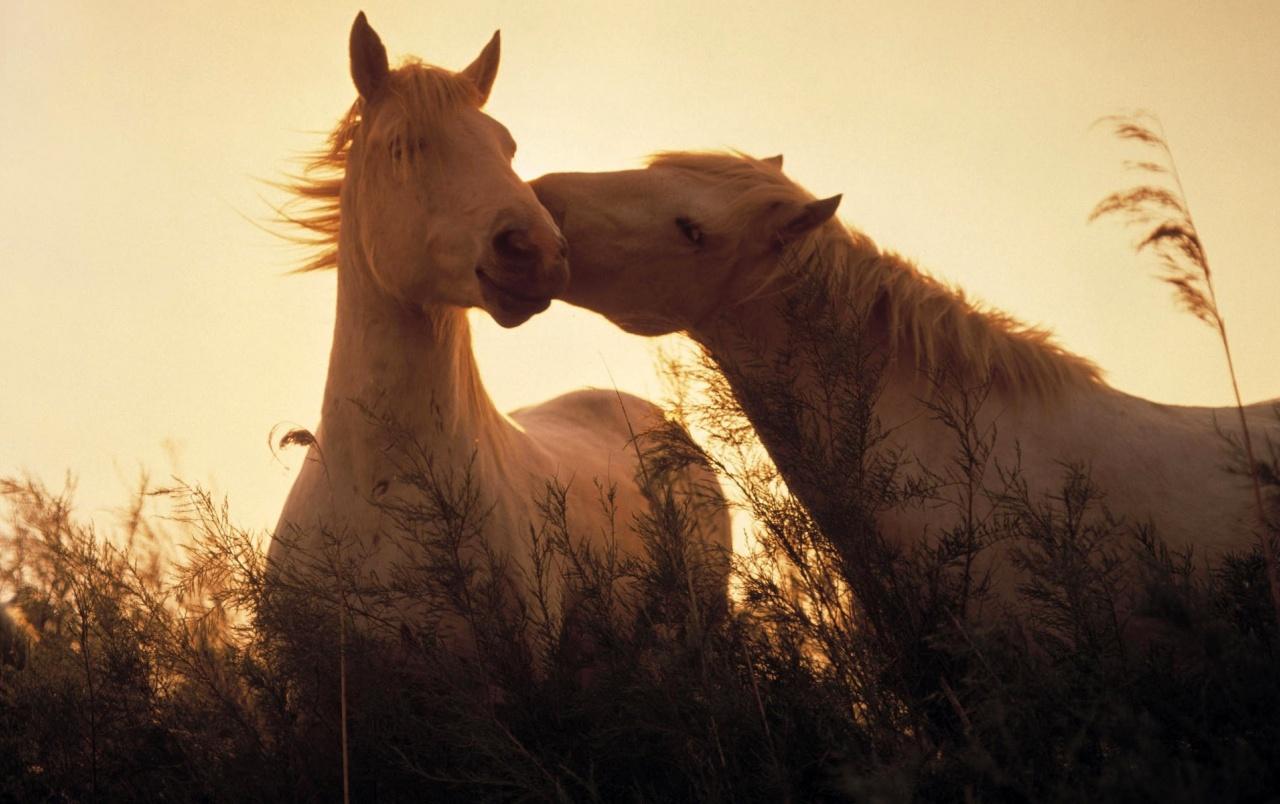 Horses in love wallpaper. Horses in love