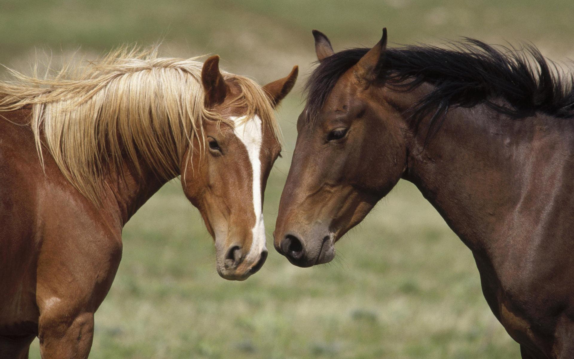 Horses in Love Wallpaper