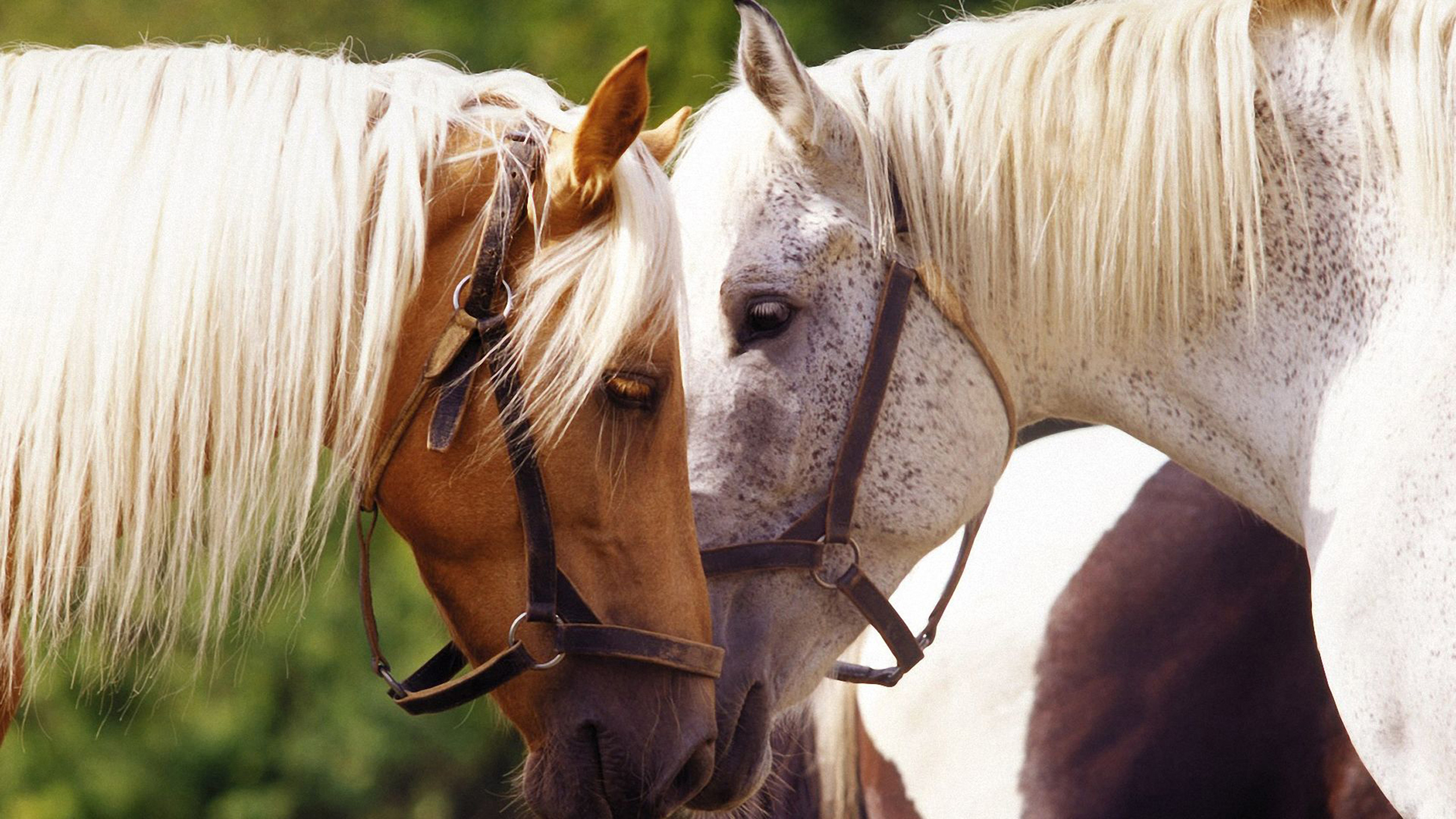 Horses Showing Love Wallpaper HD, Wallpaper13.com